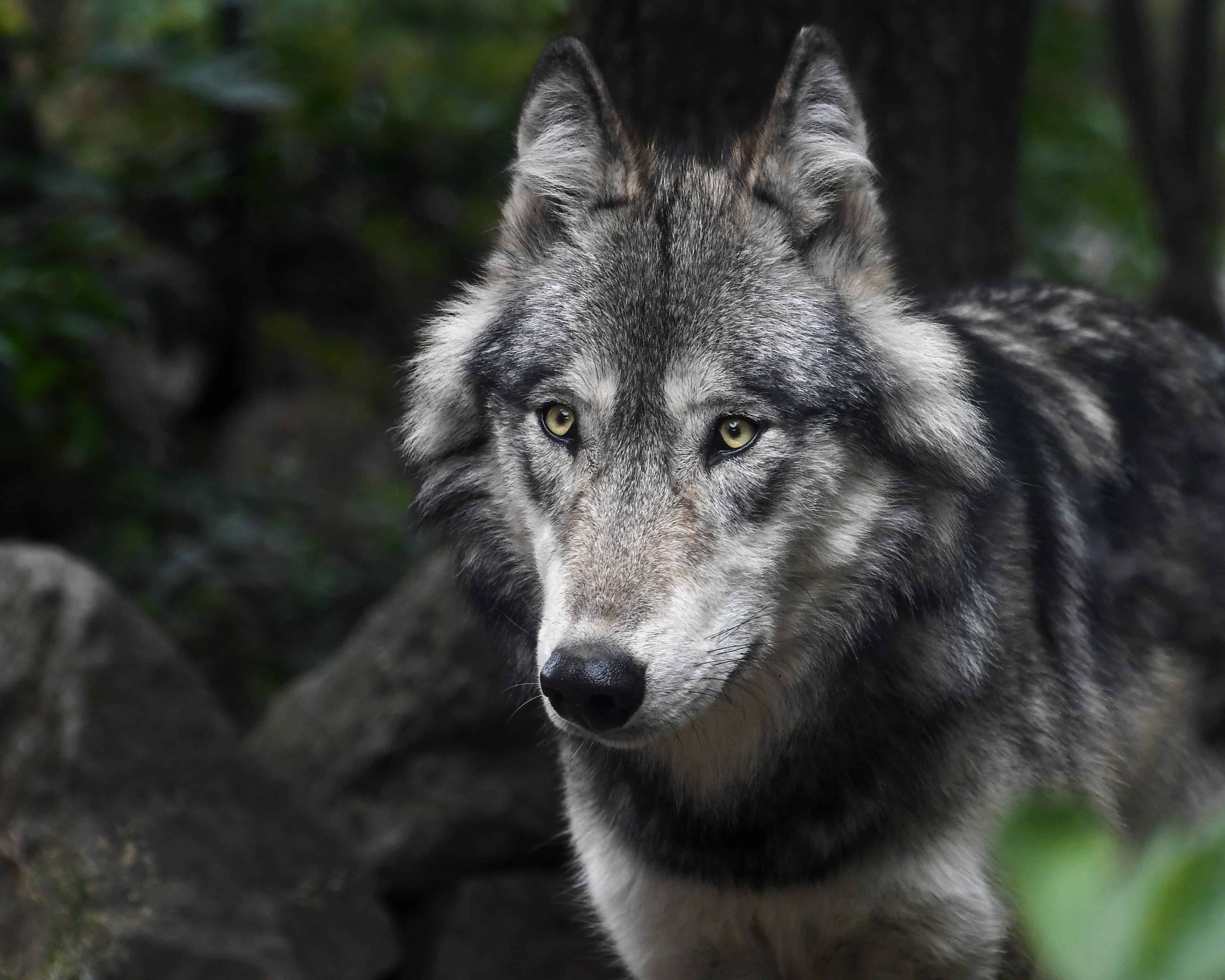 Le loup progresse dans les Pays de Savoie