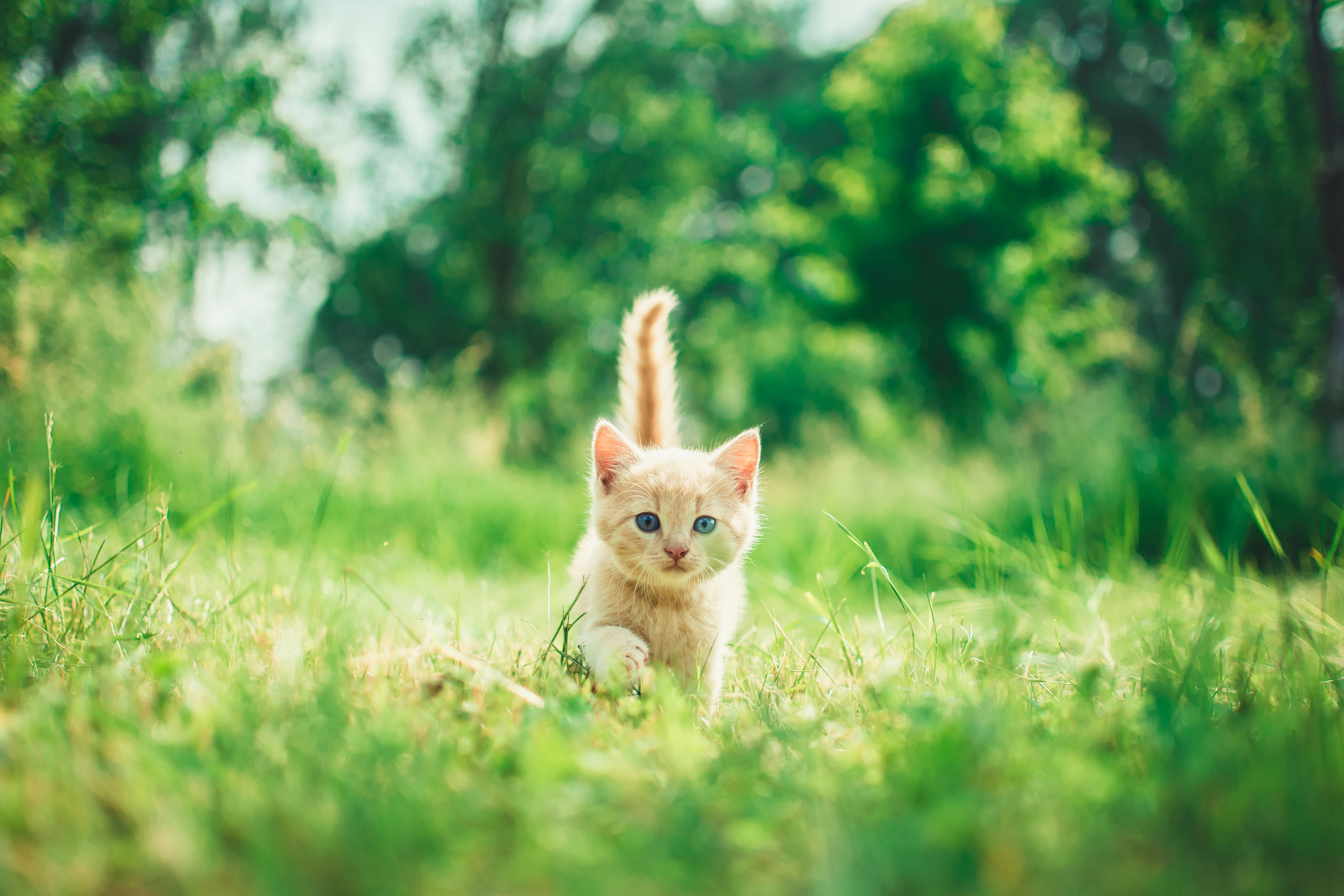 Les chatons font aussi partie des animaux de compagnie abandonnés en France chaque année. ©Photo d'Andriyko Podilnyk (Unsplash).