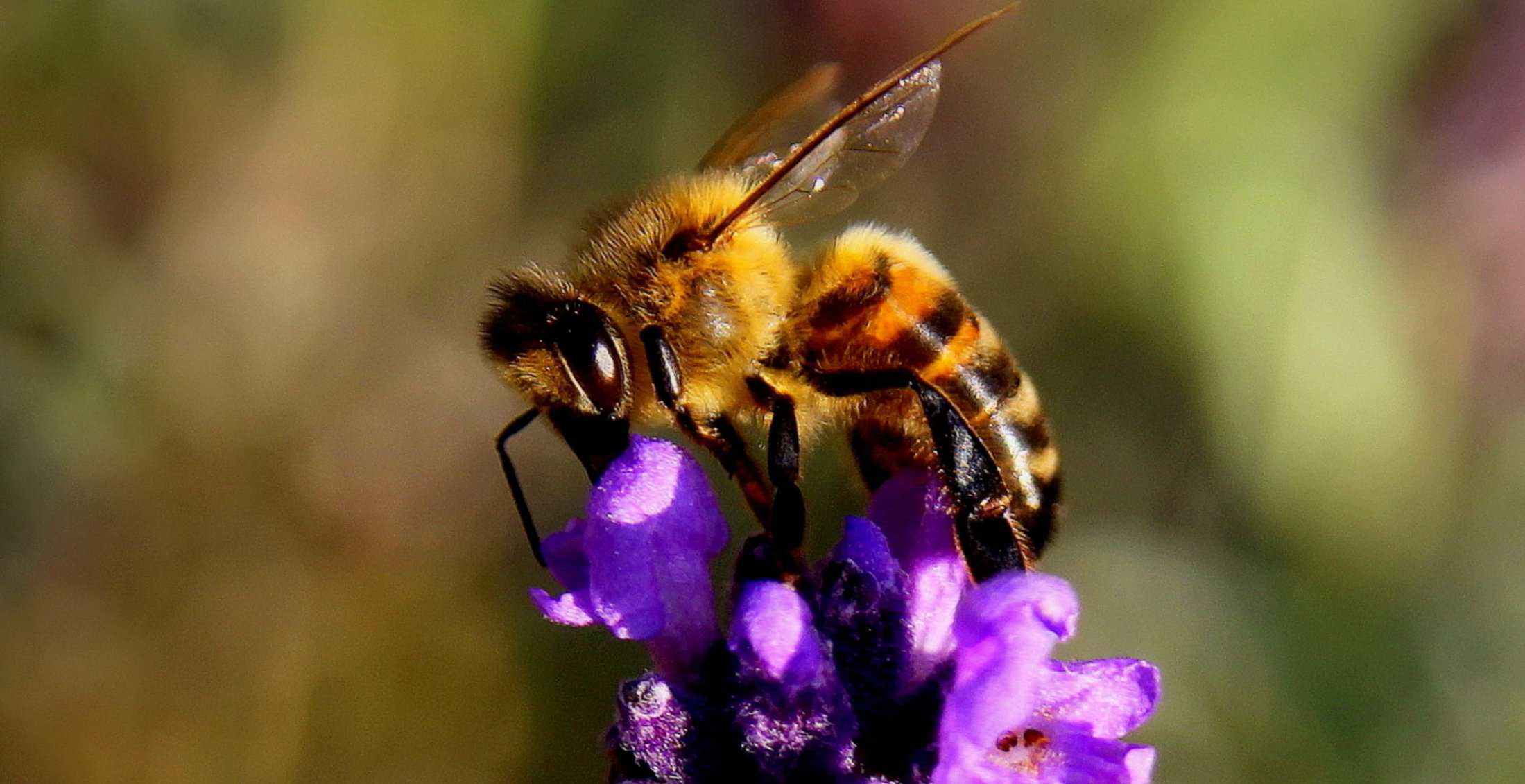 Les abeilles sont extrêmement sensibles aux changements climatiques