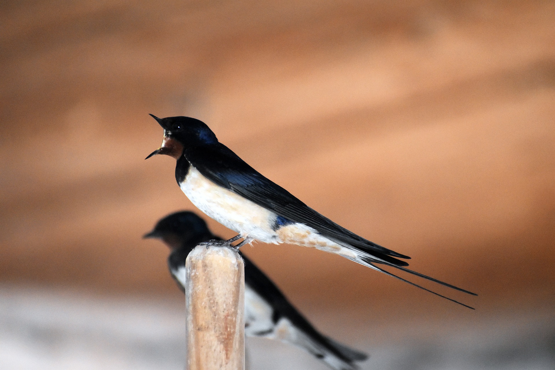 Hirondelle rustique / Image par Susanne Edele de Pixabay 