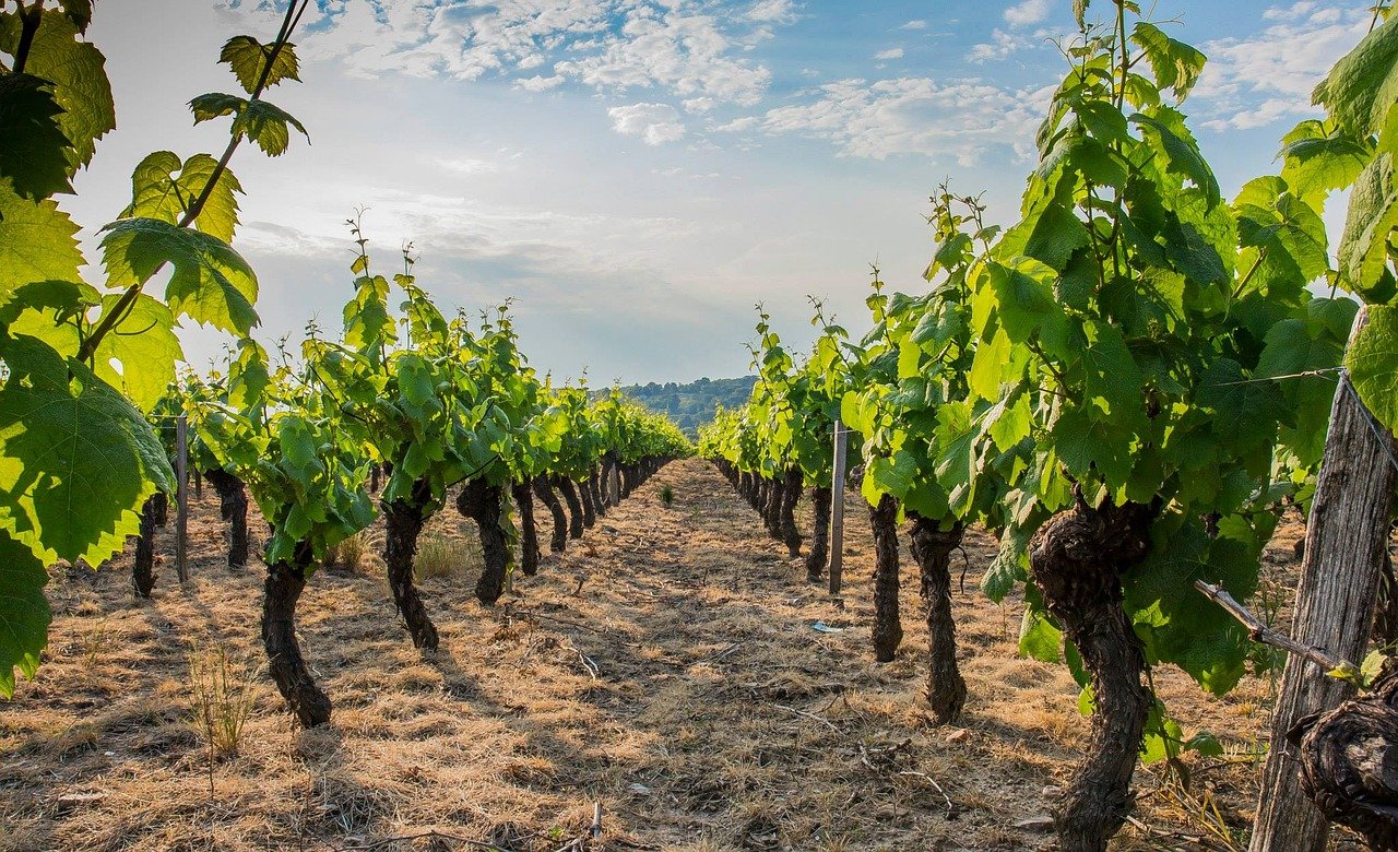 La consommation de vin en France est au plus bas