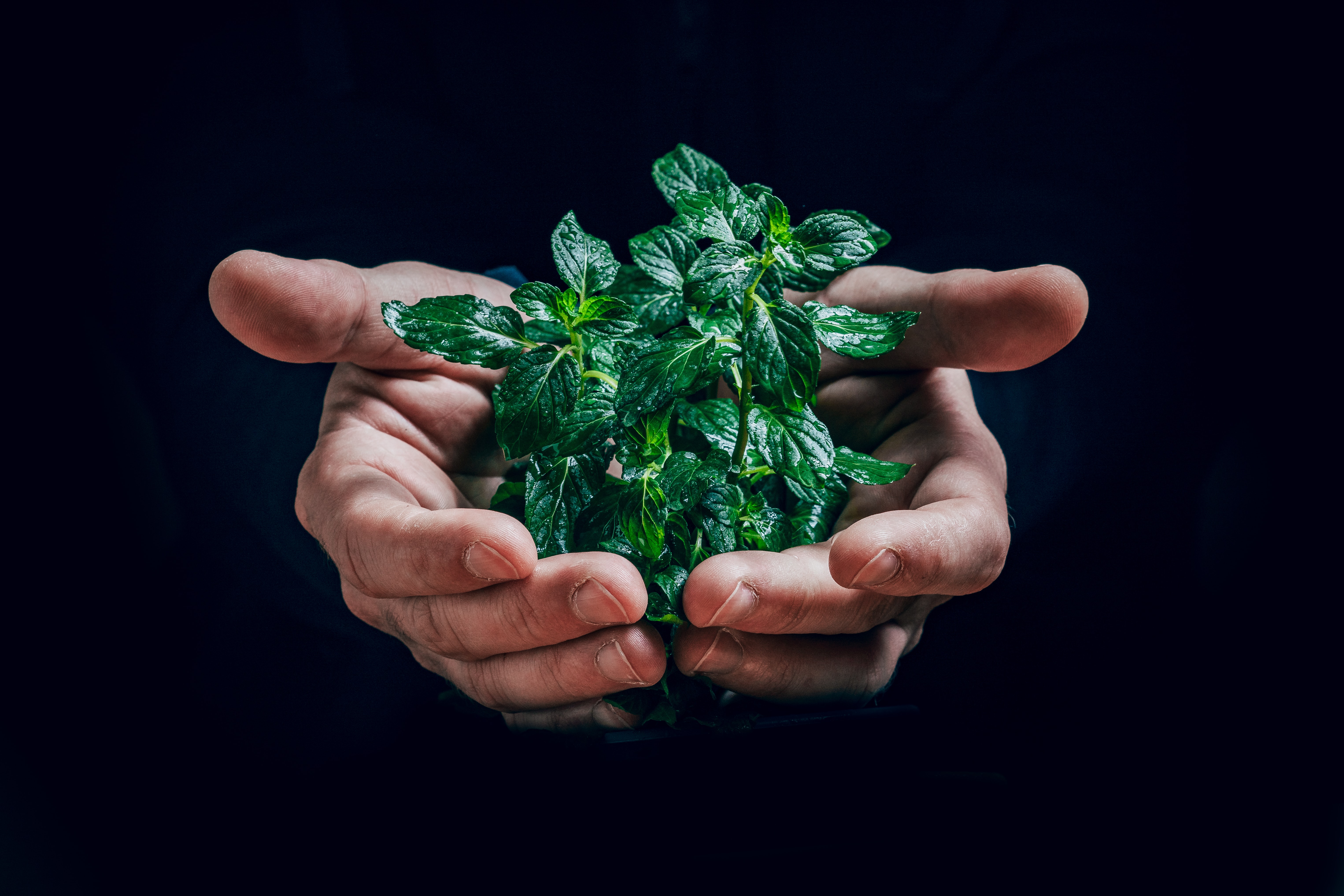 Photo by <a href="https://unsplash.com/@jxk?utm_source=unsplash&utm_medium=referral&utm_content=creditCopyText">Jan Kopřiva</a> on <a href="https://unsplash.com/s/photos/ecology?utm_source=unsplash&utm_medium=referral&utm_content=creditCopyText">Unsplash</a>