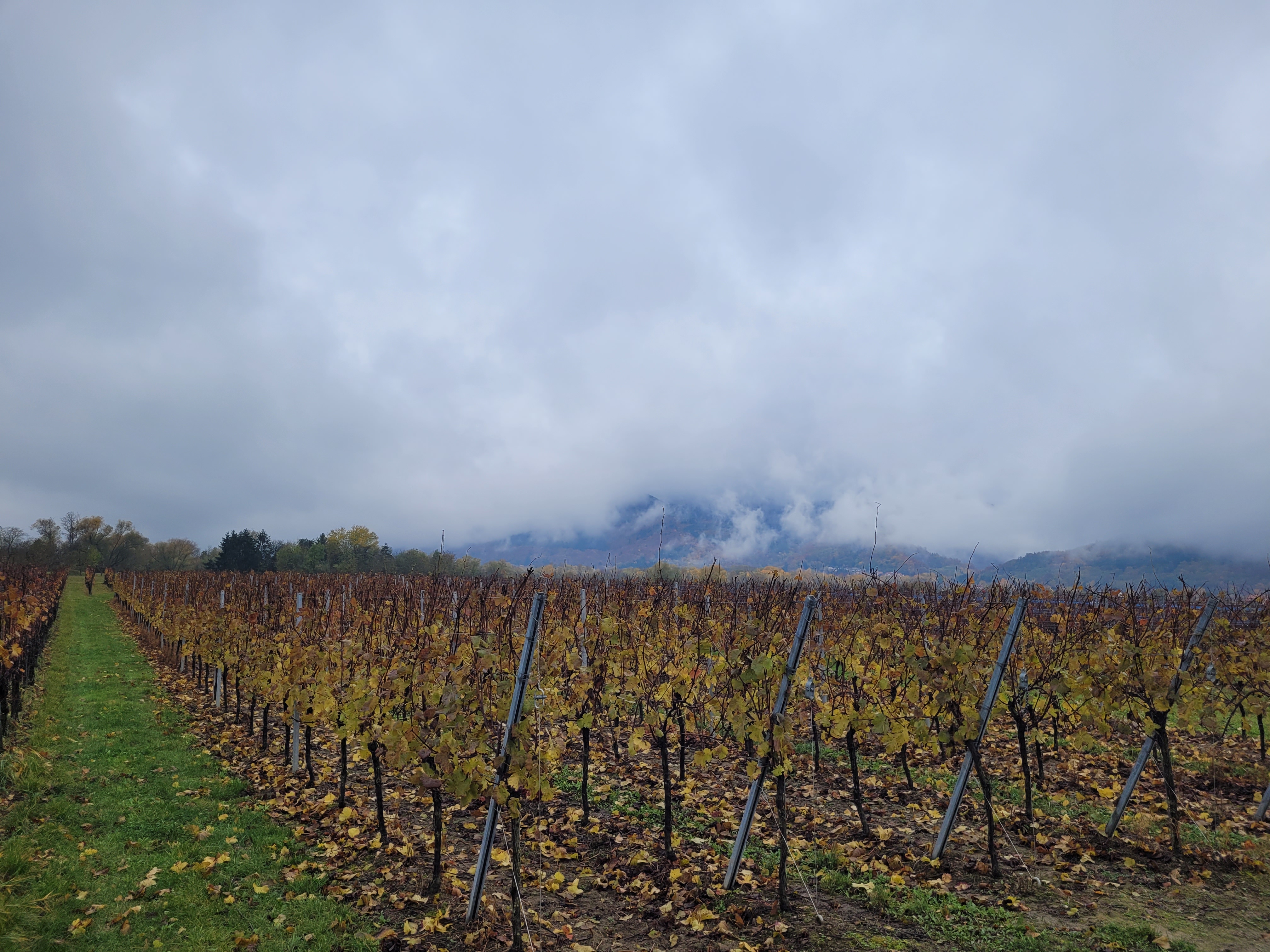 Vignobles à Ottrott - © Géraud Bouvrot - RCF Alsace