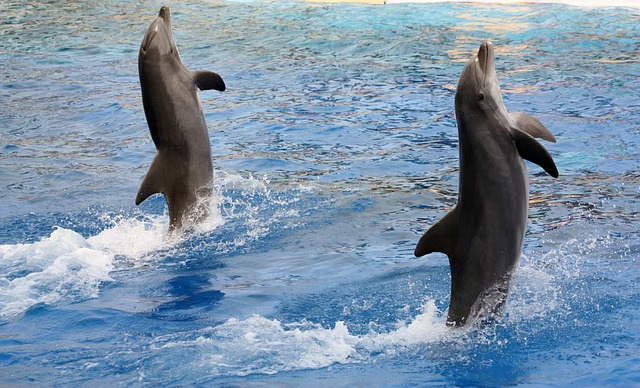 Spectacle de dauphins
