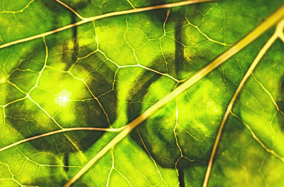 chlorophylle © pixabay