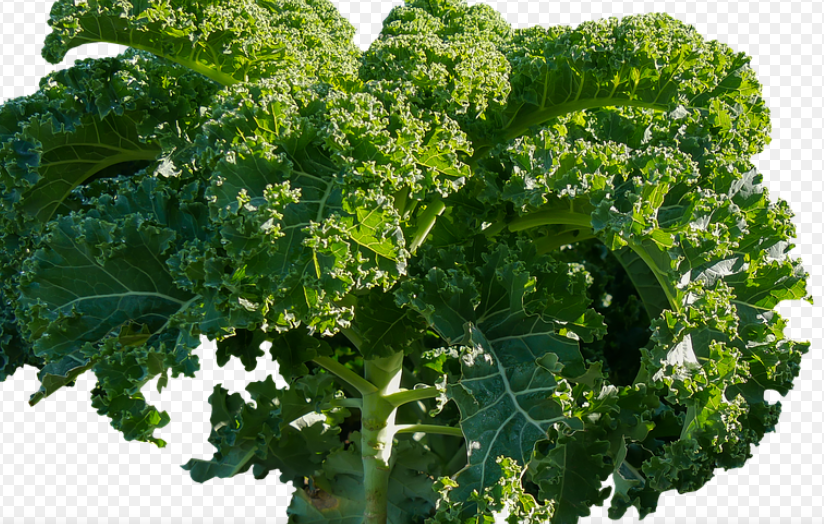 chou kale © Pixabay