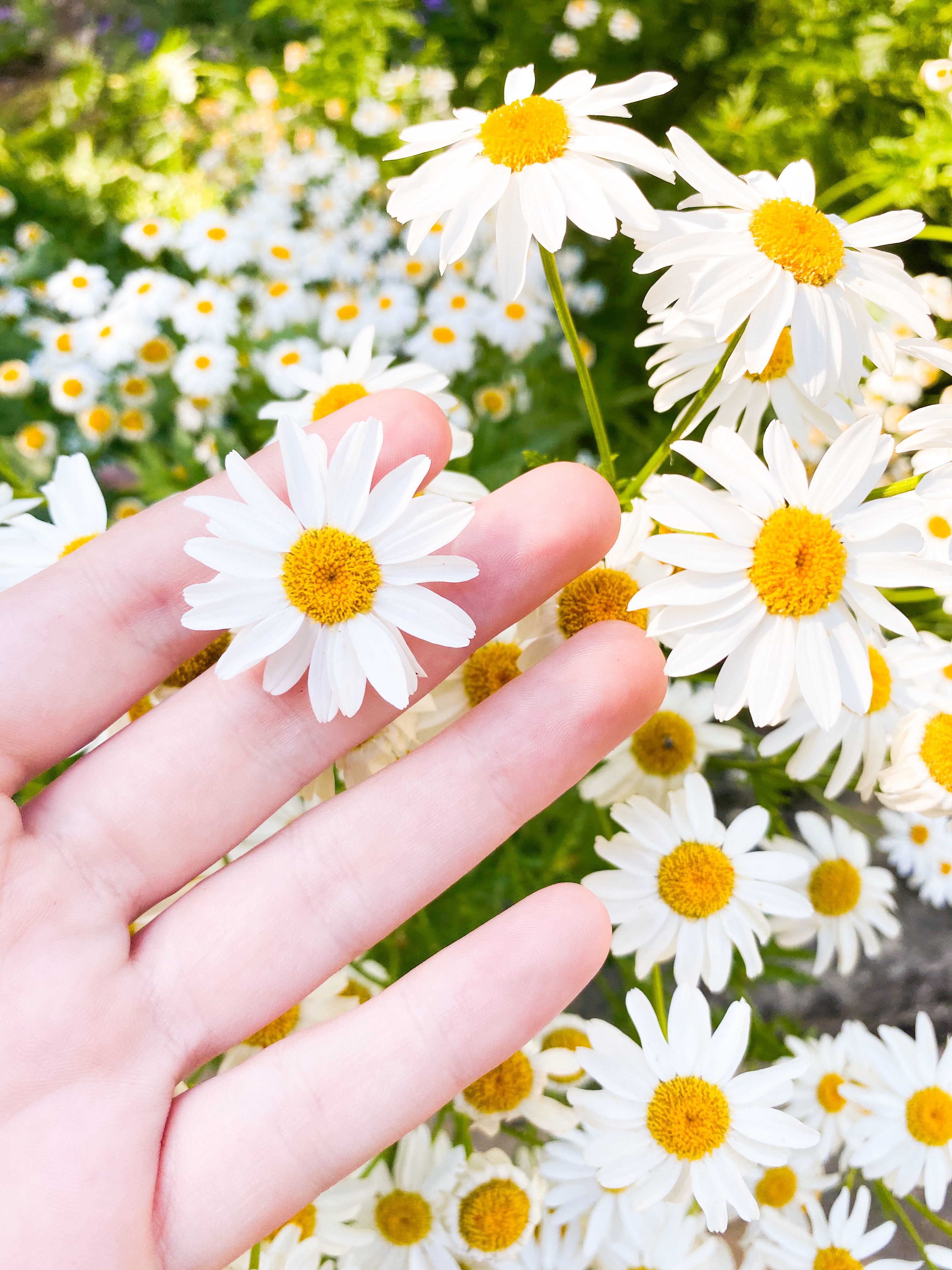 Photo d'illustration. Photo by <a href="https://unsplash.com/@anafrantz?utm_source=unsplash&utm_medium=referral&utm_content=creditCopyText">Ana Frantz</a> on <a href="https://unsplash.com/s/photos/fleurs?utm_source=unsplash&utm_medium=referral&utm_content=creditCopyText">Unsplash</a>