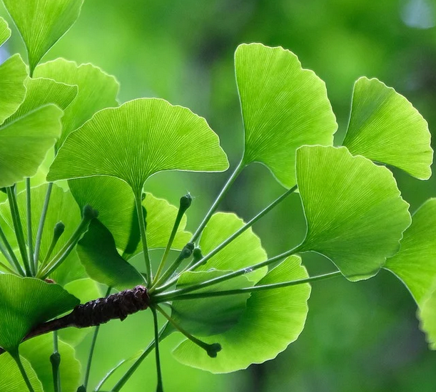 Ginkgo biloba © Pixabay