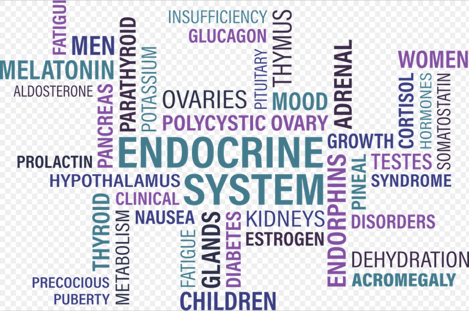 Le système endocrinien © Pixabay