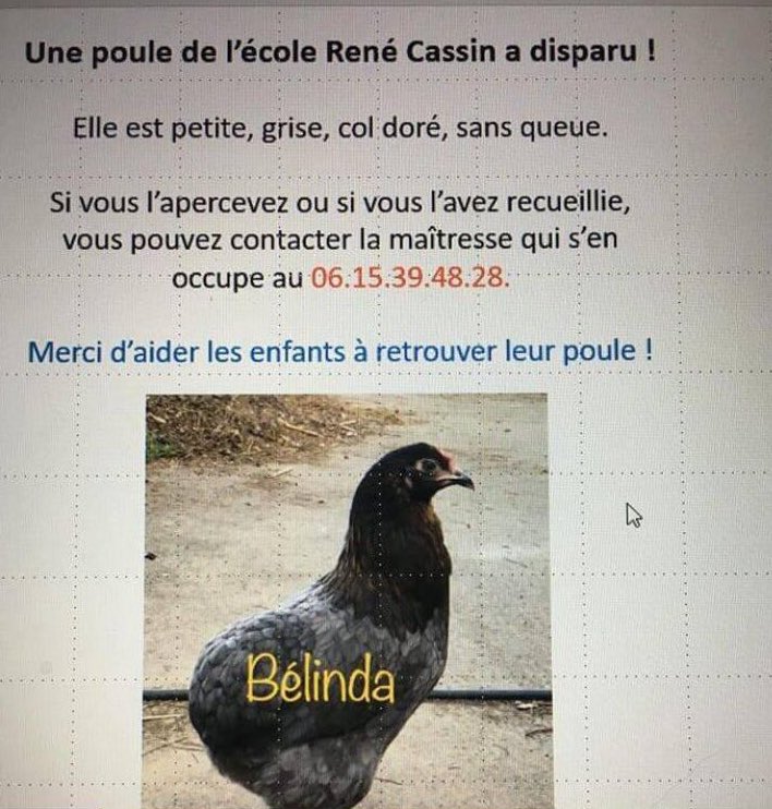 La photo de la poule Bélinda - Twitter ville de Nice
