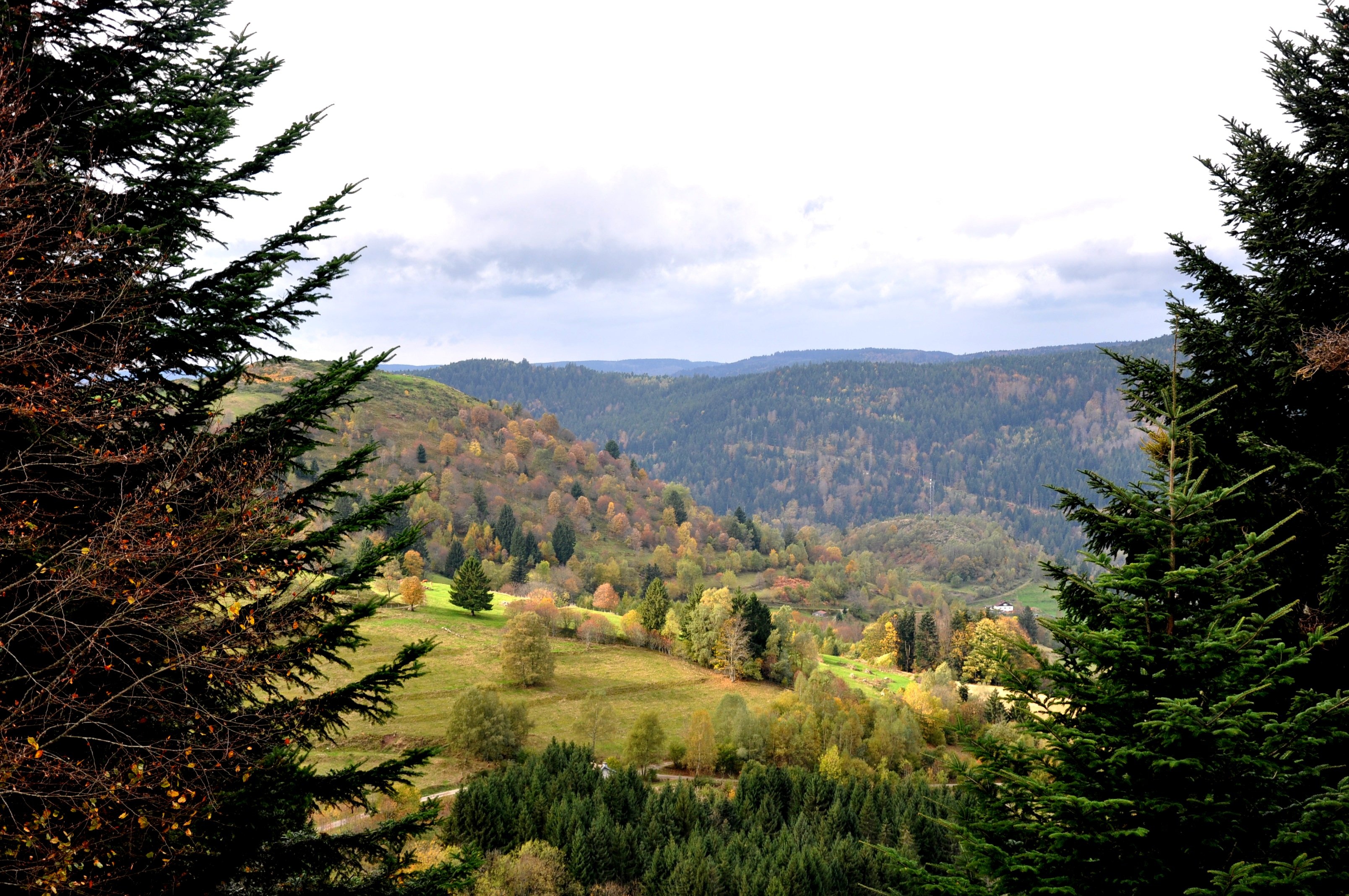 Forêt de conifères © pxhere.com