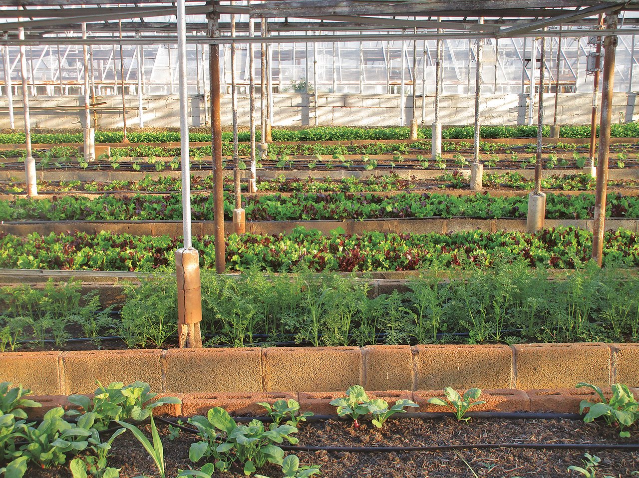 L'agriculture urbaine : une solution pour renforcer la résilience alimentaire des villes ?