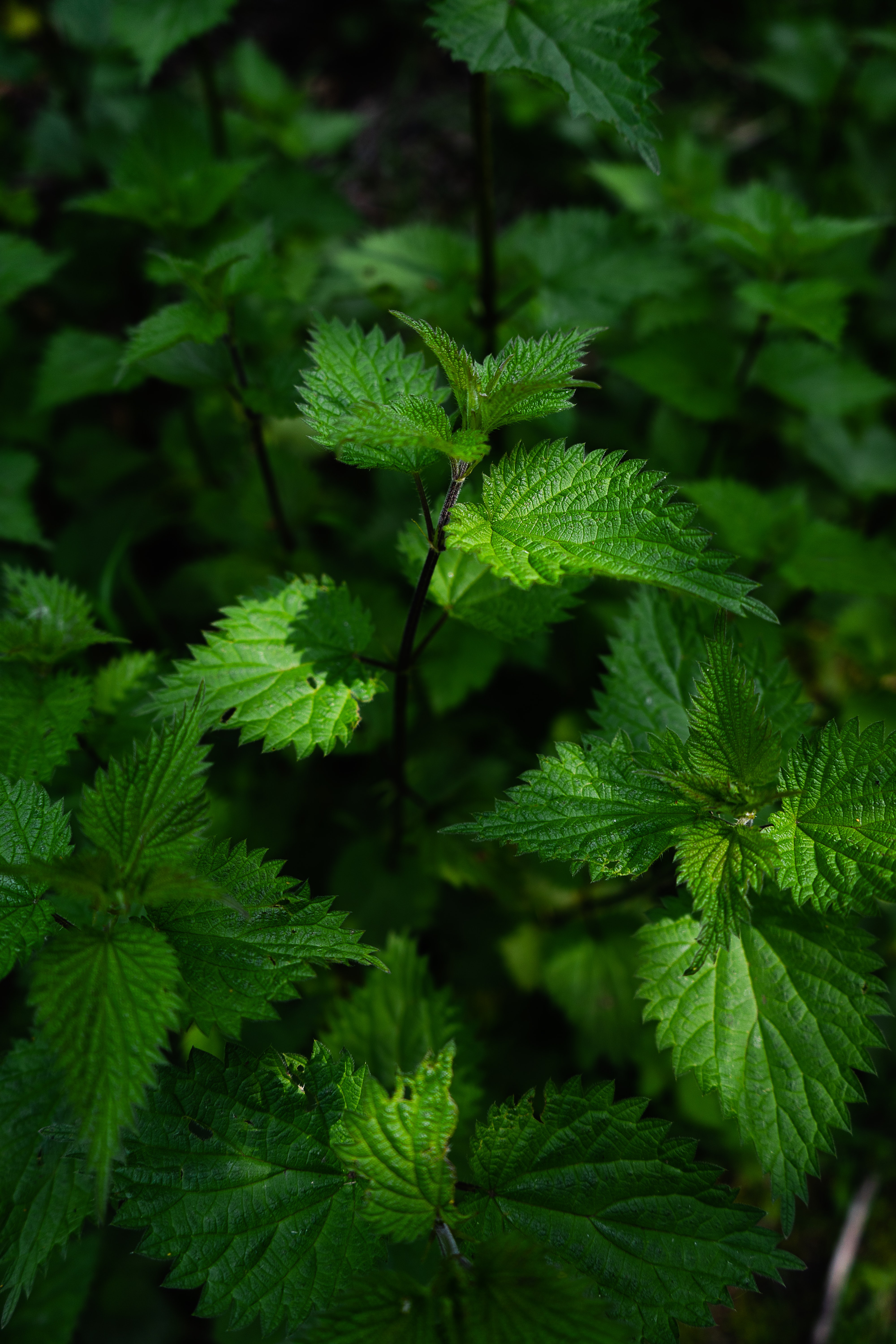 L'ortie, cette plante qui aime l’ombre et la fraîcheur possède de superbes caractéristiques pour faire des extraits fermentés ©Unsplash