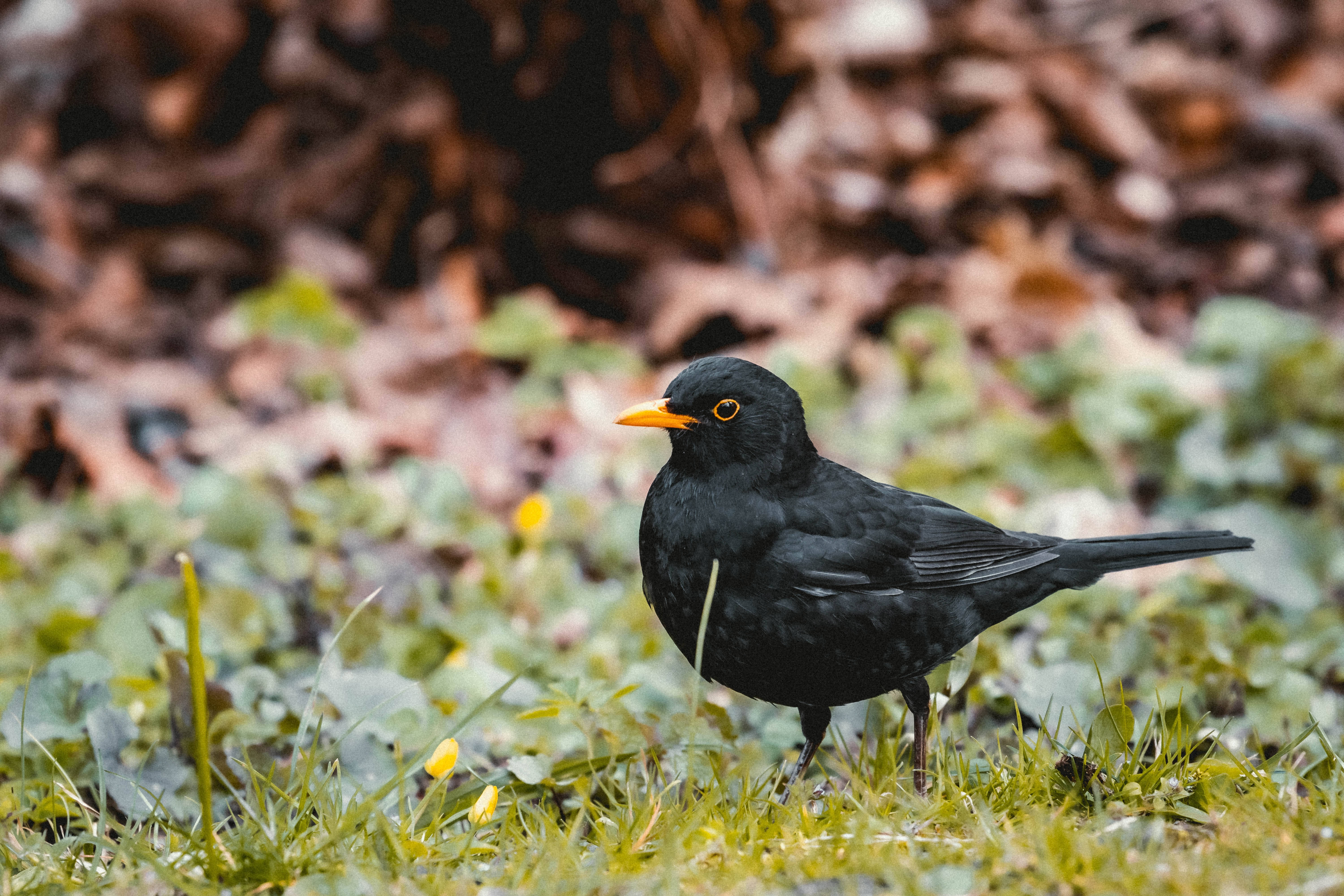 Photo d'illustration pour le merle noir. Photo by Niklas Hamann on Unsplash