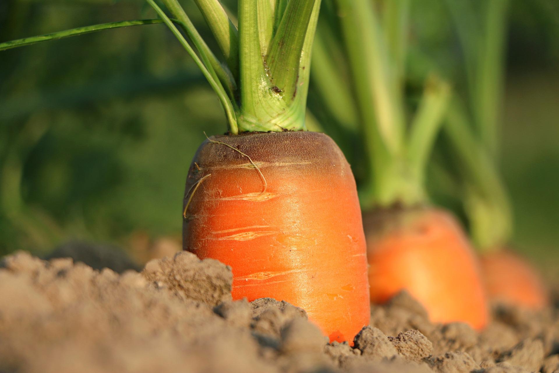 Le soutien du département pour l'agriculture locale