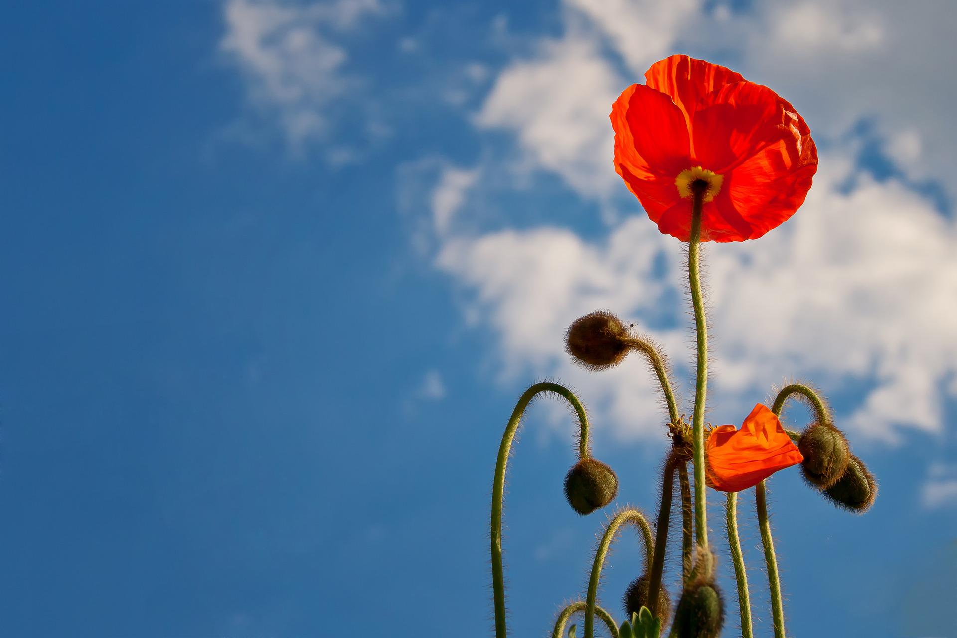 Foto-Rabe de Pixabay