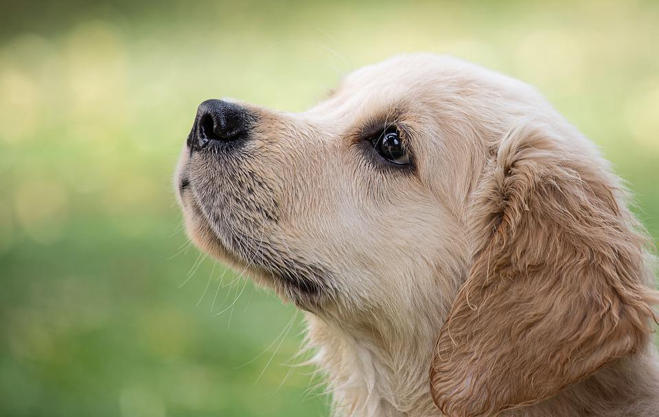 La France est championne d'Europe d'abandon d'animaux domestiques.