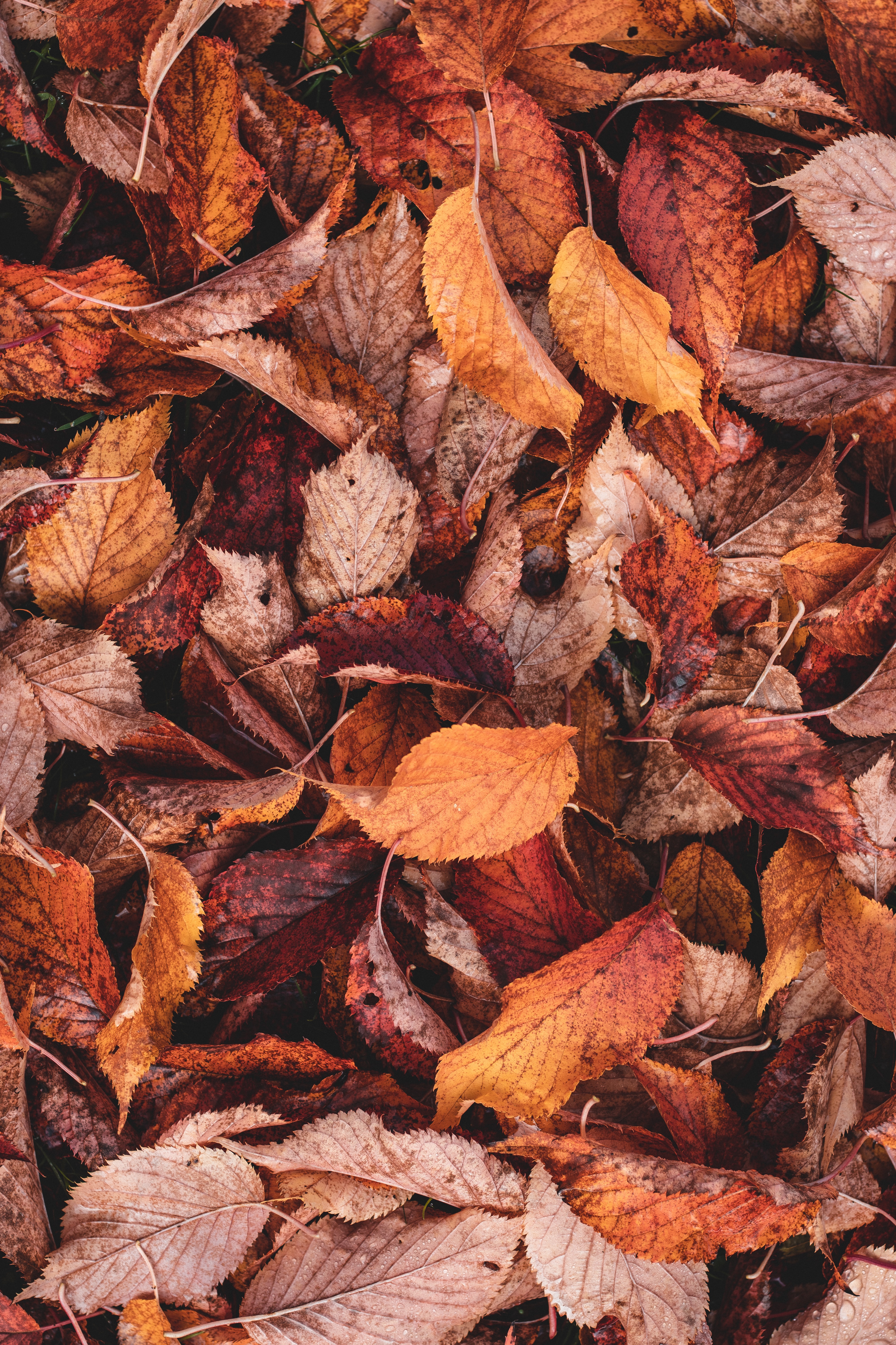 © Unsplash / feuilles d'automne 2022