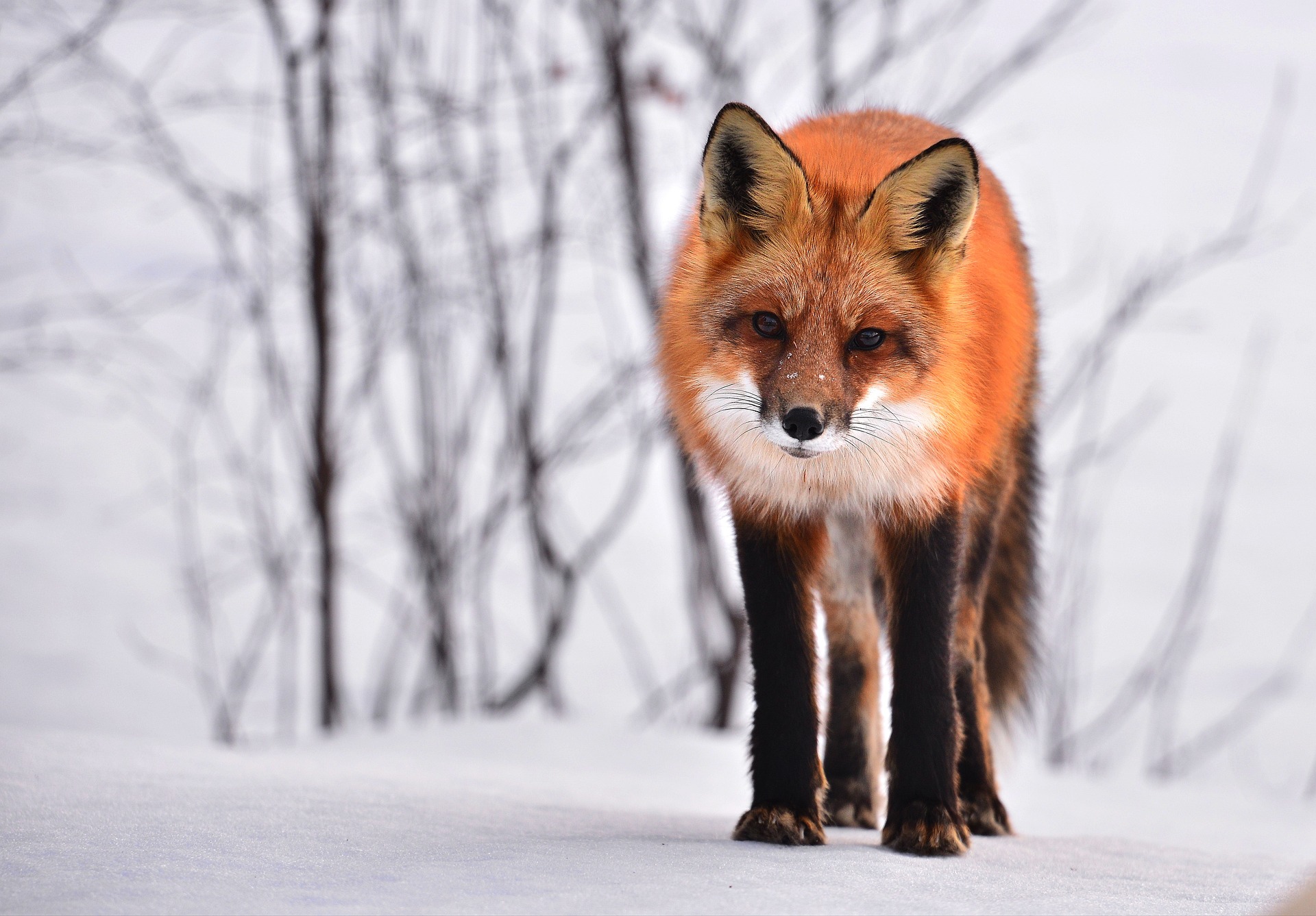 © Alain Audet de Pixabay