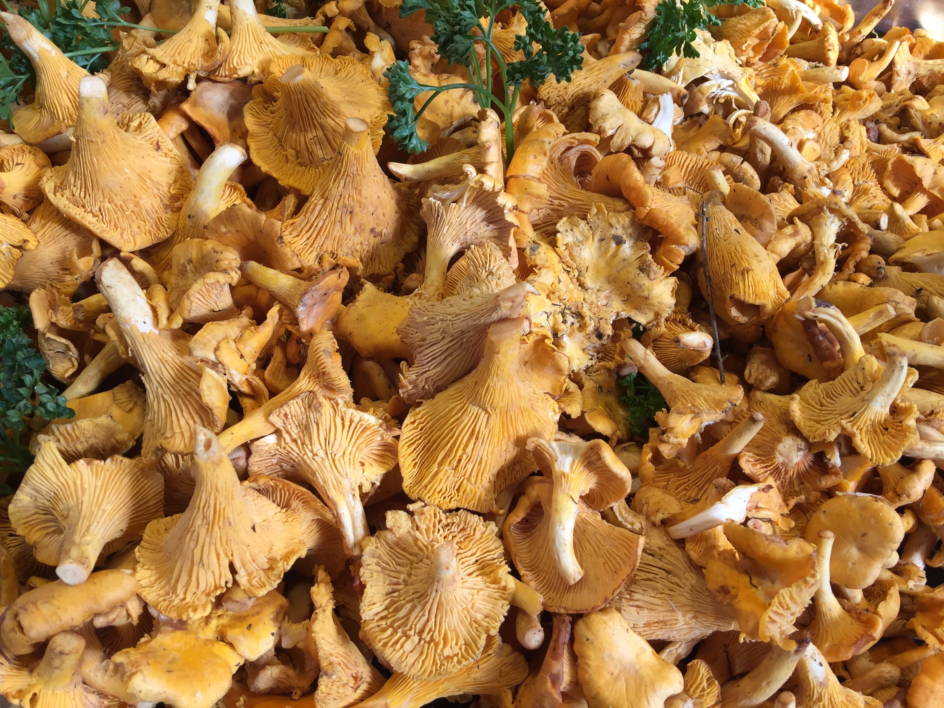 Des chanterelles - Photo by Jannet Serhan on Unsplash