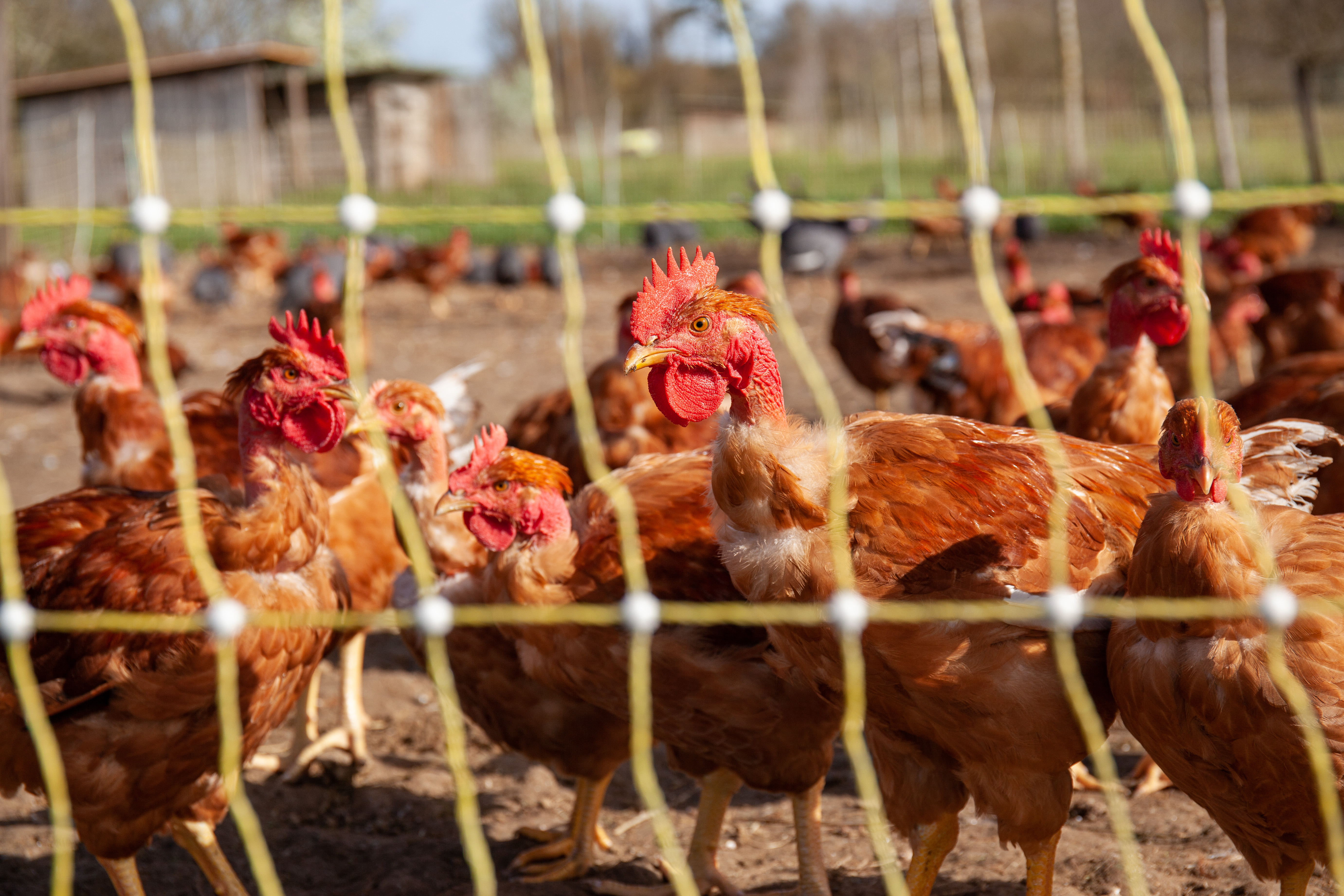 La Ferme en Coton, élevage biologique de volailles dans le Gers. Depuis le 10 novembre fini le plein air pour ces poules qui doivent retourner se confiner ©Jean-Marc Barrere / Hans Lucas