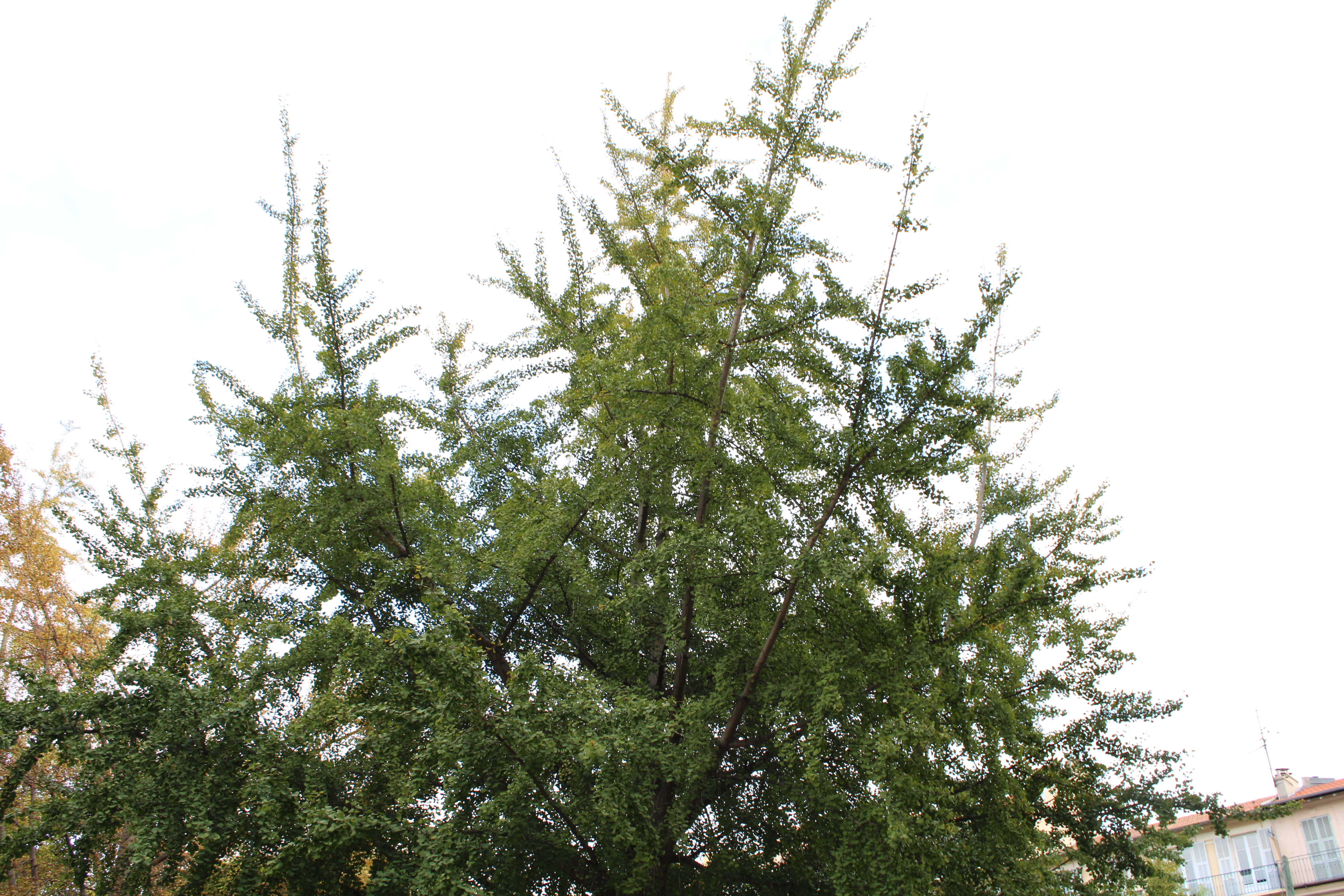 Un des Ginkgo biloba de la place Wilson - Photo RCF Nice Côte d'Azur 