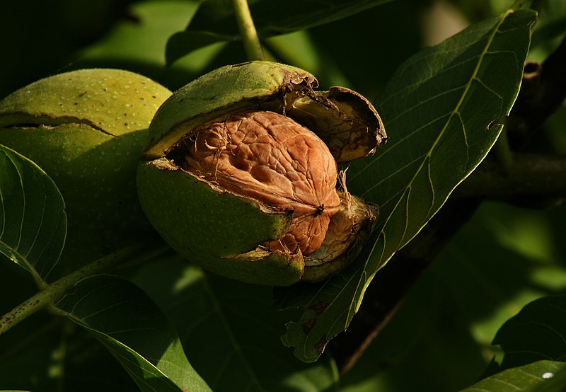 noix © https://commons.wikimedia.org/wiki/File:Juglans_regia_Echte_Walnussfrucht_3.jpg#/media/Fichier:Juglans_regia_Echte_Walnussfrucht_3.jpg