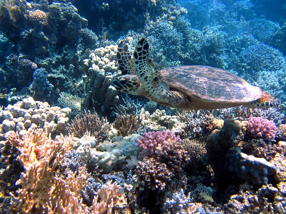 Pixabay - la tortue des mers