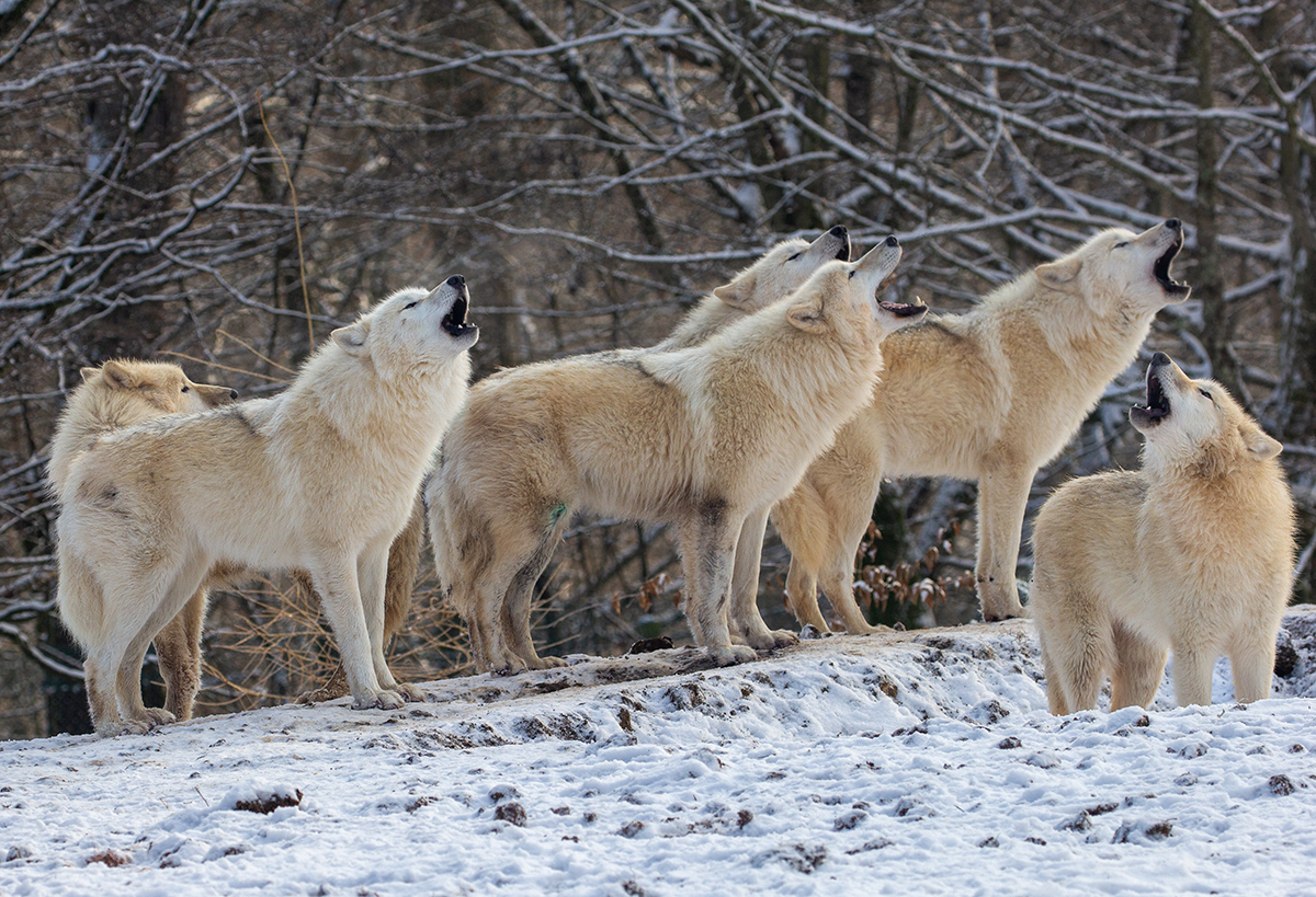 Parc Animalier de Sainte-Croix : 8 nouveaux loups blancs et des animations pour Noël