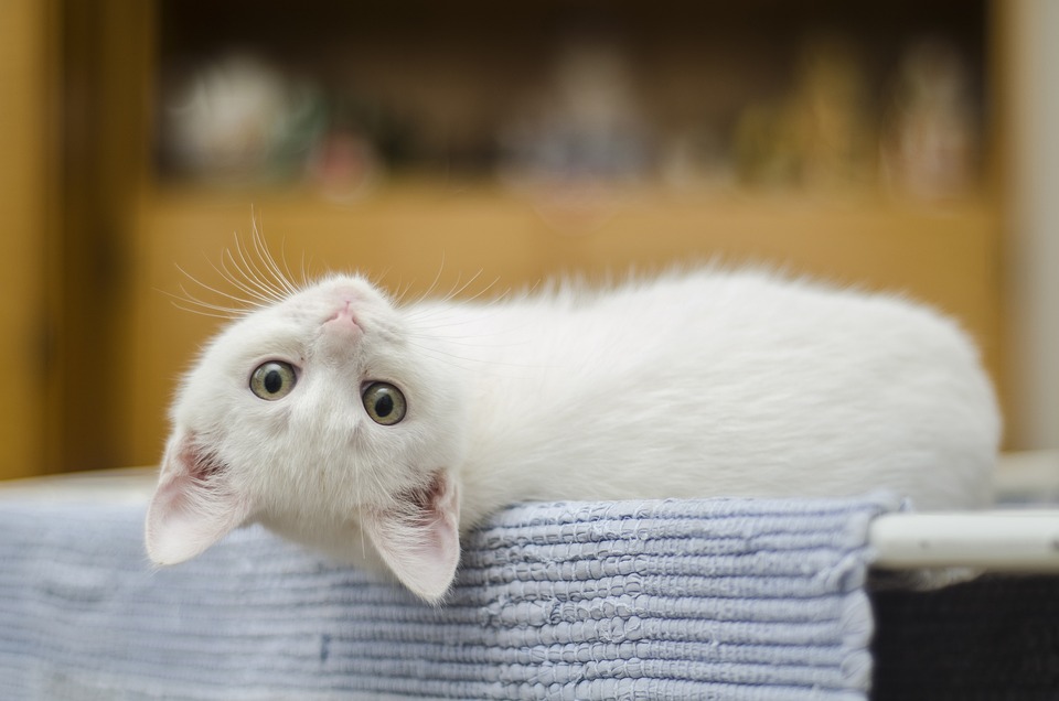 La France est championne d’Europe de l’abandon d’animaux domestiques.