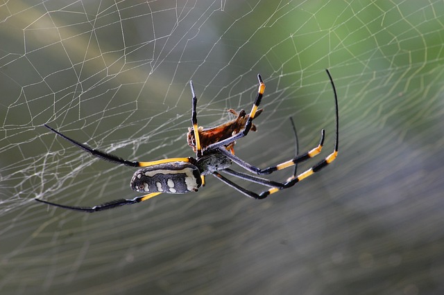 Araignée arachnide - Pixabay