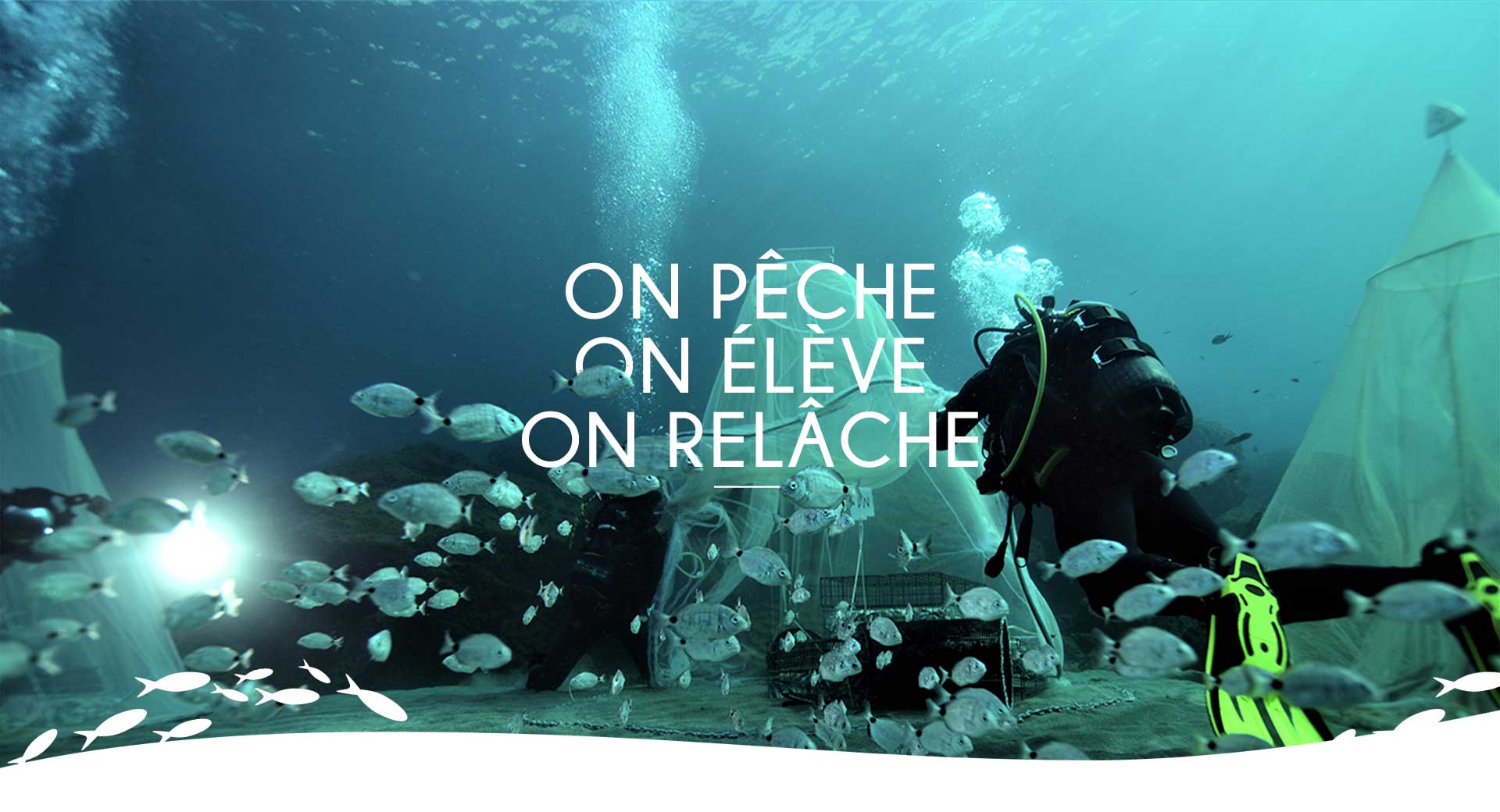 Ecocéan oeuvre depuis 20 ans pour repeupler les océans ©Ecocean