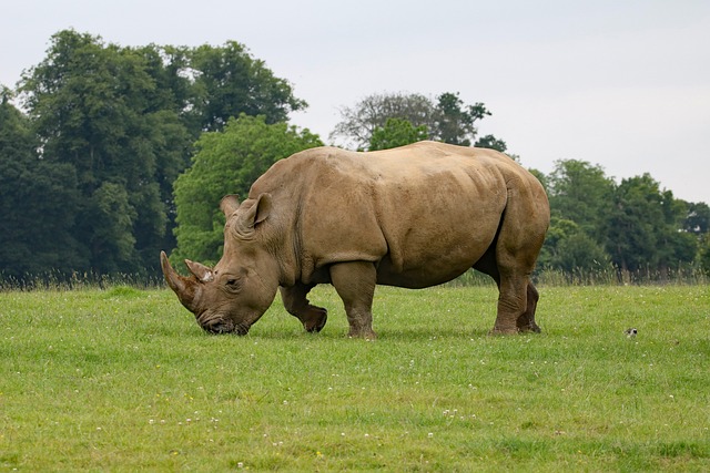 Rhinocéros - Pixabay