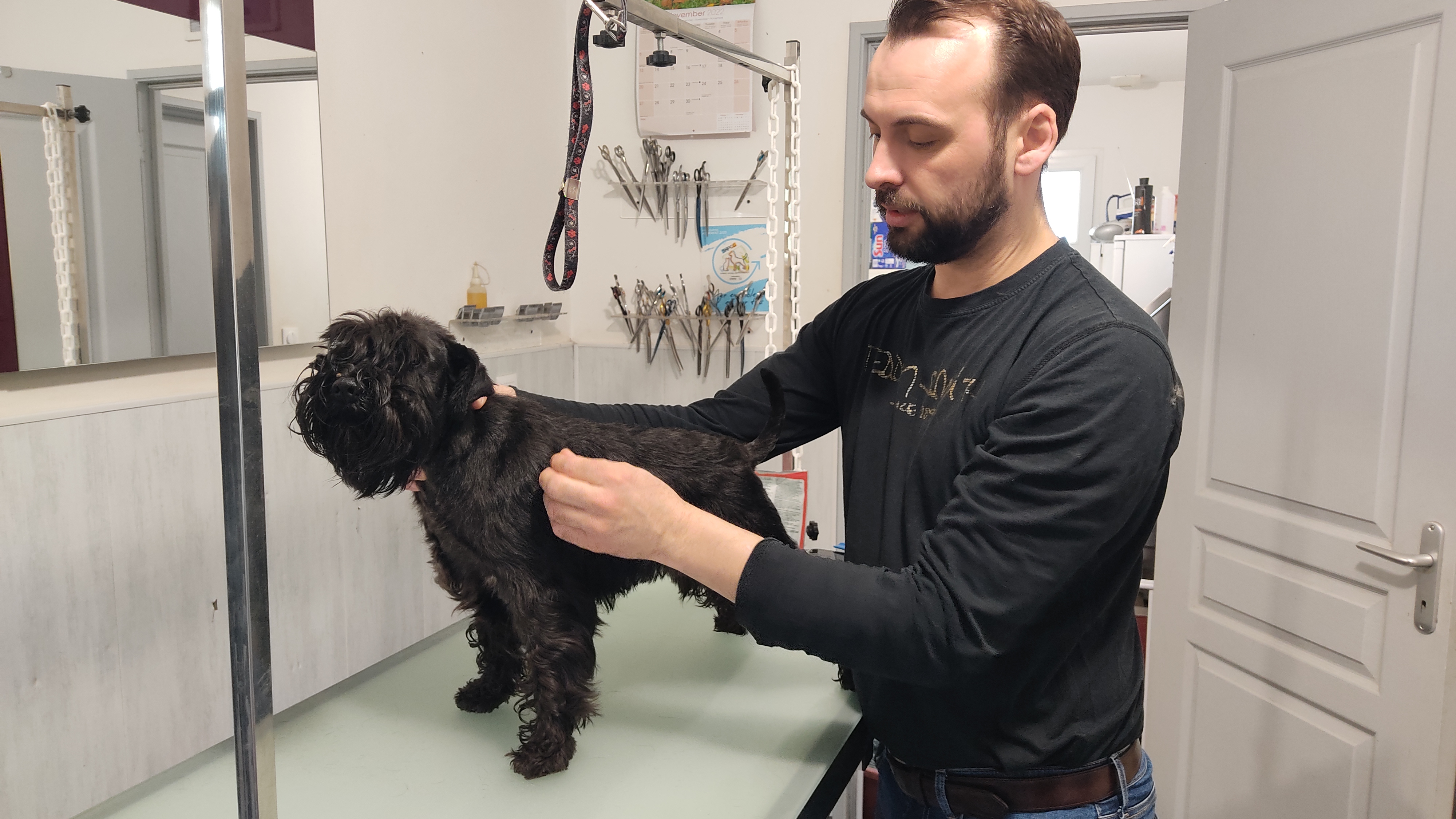 Nicolas Taffu, éleveur canin à Neuillé, bichonne sa chienne Rumba, qui concourra lors du Salon de l'agriculture 2023. ©RCF Anjou
