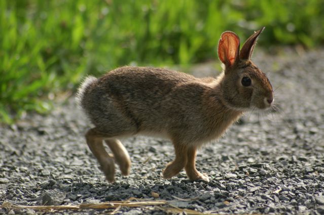 Lapin de Nouvelle-Angleterre (Sylvilagus transitionalis), en Nouvelle Angleterre (menacé) - Wikipédia