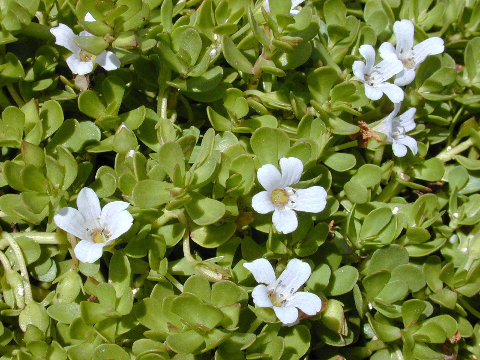 BACOPA © https://fr.wikipedia.org/wiki/Bacopa_monnieri#/media/Fichier:Starr_010818-0007_Bacopa_monnieri.jpg