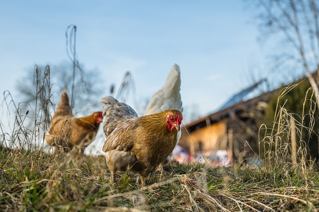 La poule - Pixabay