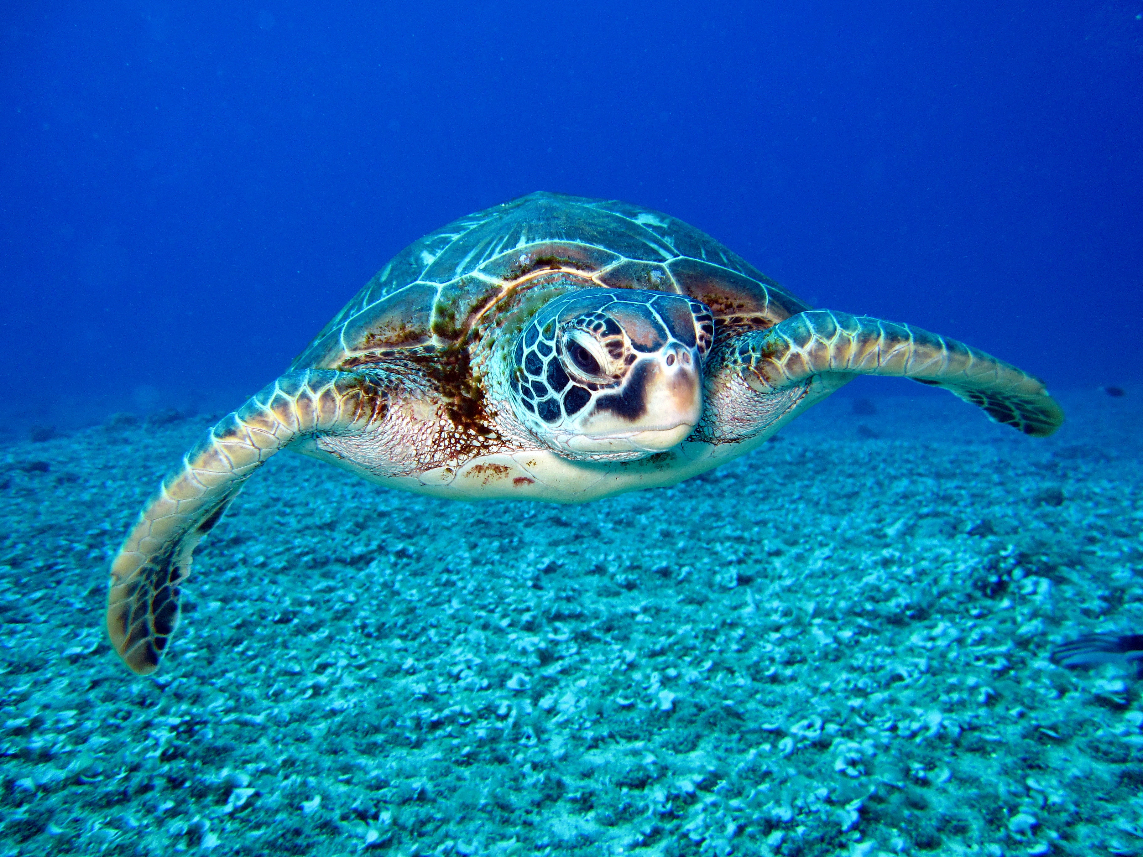 L'océan et sa biodiversité - Richard Segal pour Pexels