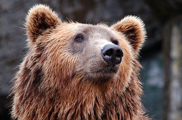 L'ours - image Pixabay