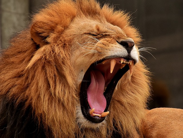 Le lion photo Pixabay