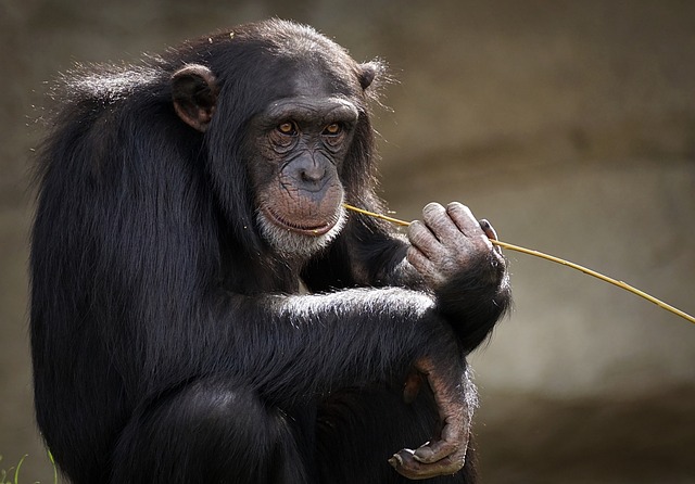 Singe Pixabay