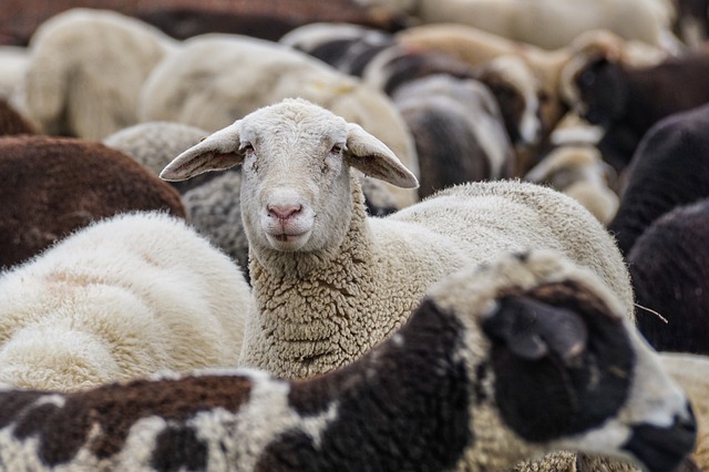 Le mouton - image Pixabay