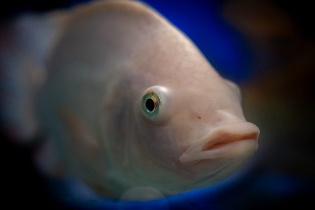 Poisson des abysses Pixabay