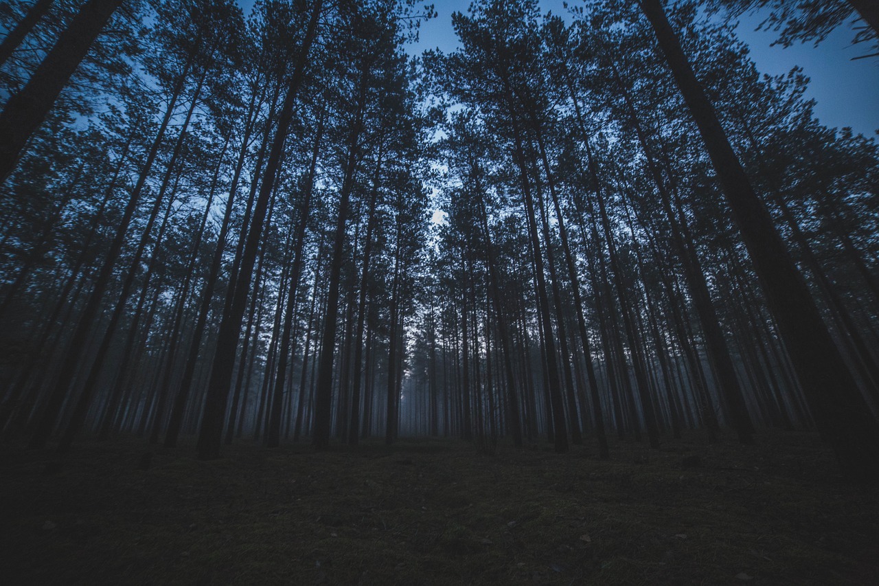 Toute la programmation du festival est à retrouver sur le site internet des Nuits des Forêts. Tous les événements sont gratuits, mais certains sont sur inscription.