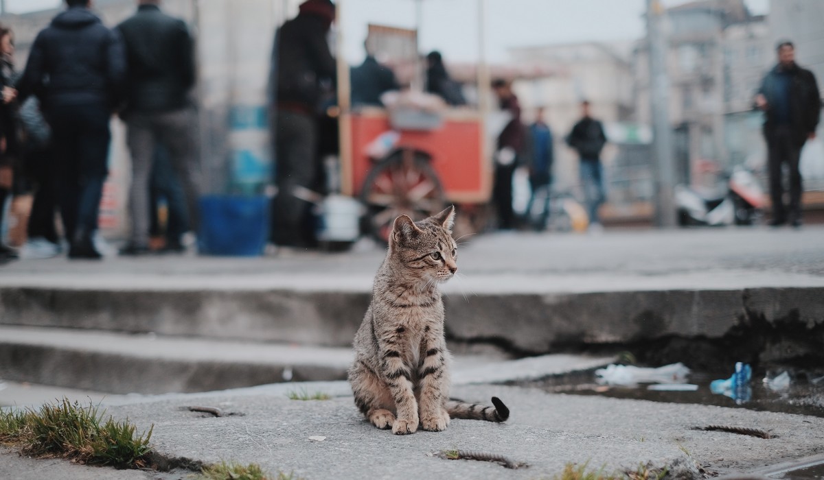 Chat dans la rue. ©Unsplash