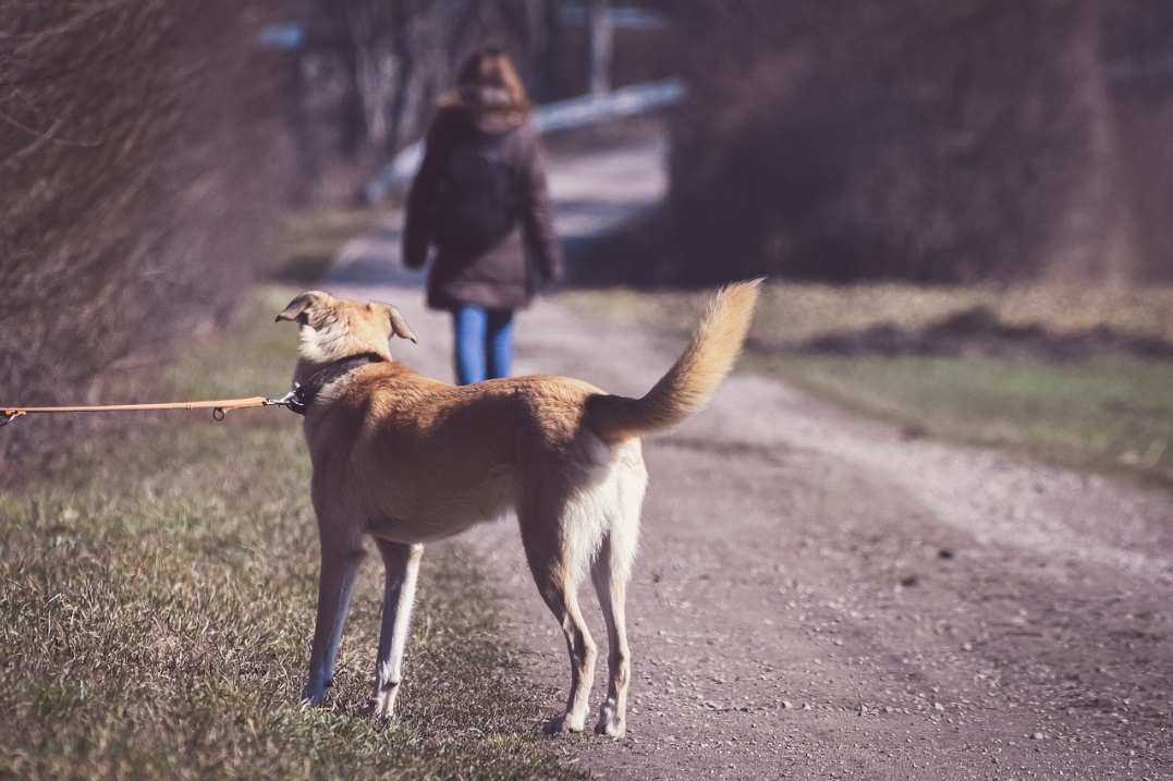 Avec l'inflation, les abandons d'animaux ont encore augmenté. Les propriétaires ne peuvent parfois plus assumer le coût des produits pour animaux, en hausse de 15% sur un an en moyenne.