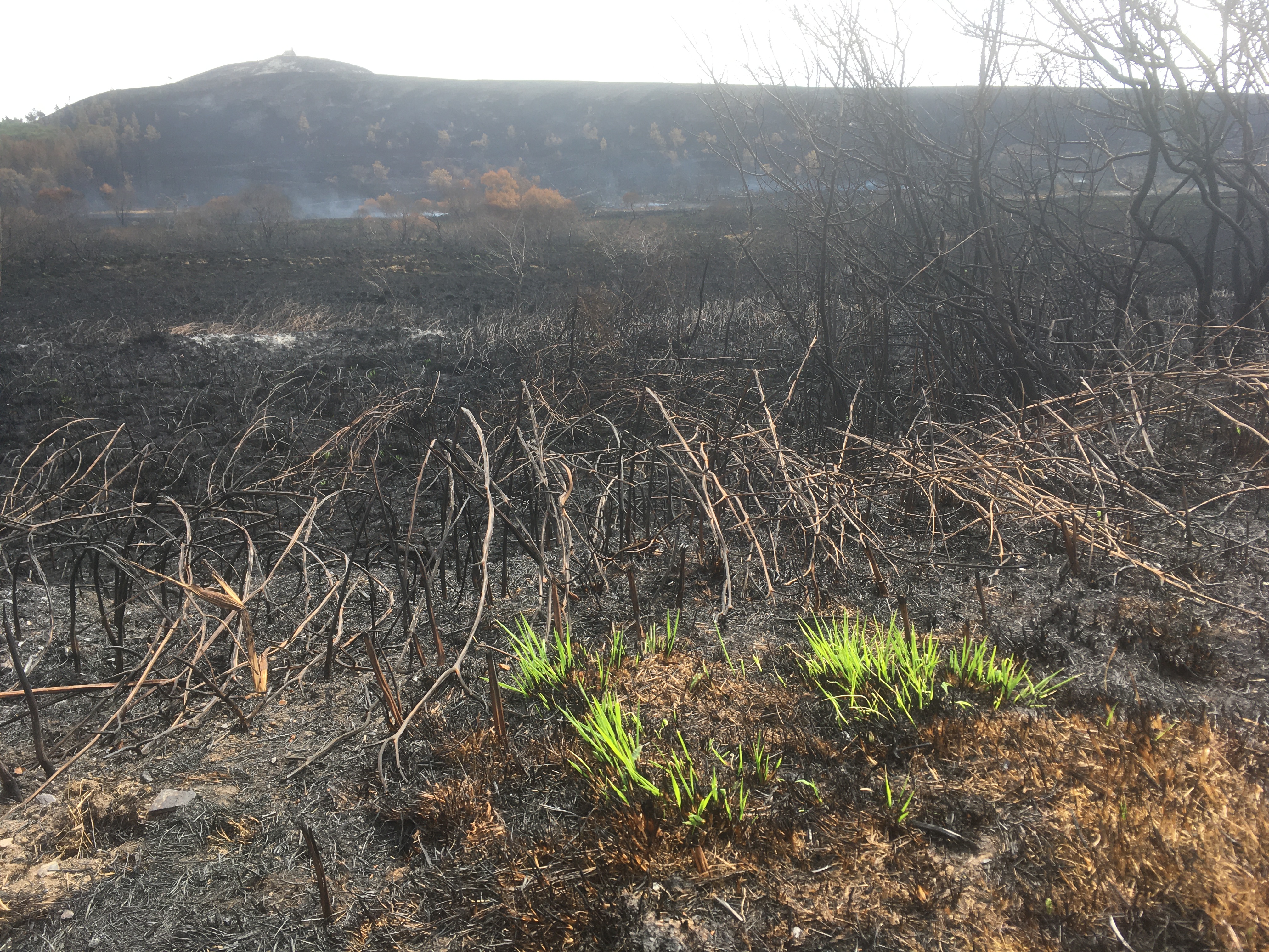 La molinie, plante emblématique des landes bretonnes, reprend déjà vie, une semaine après les incendies - ©Ronan Le Coz