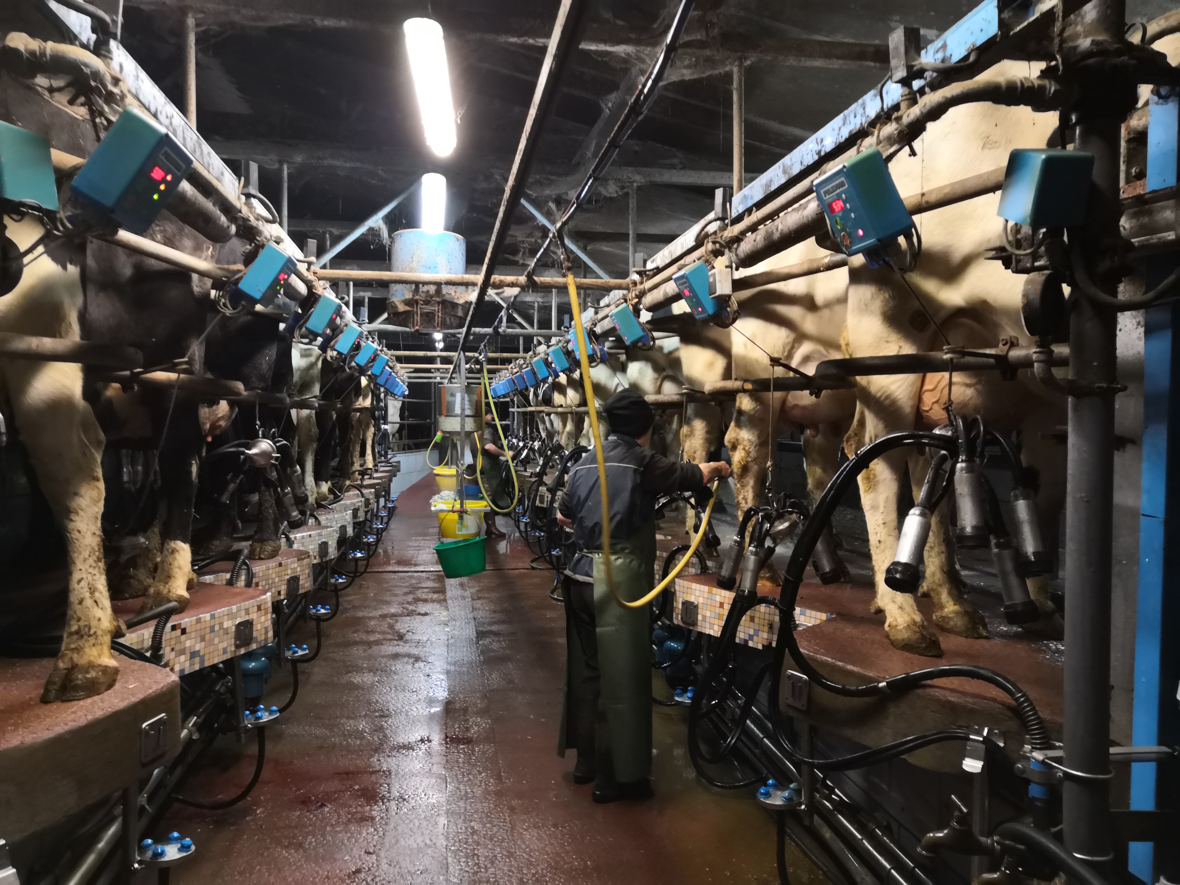 À Servon-sur-Vilaine (Ille-et-Vilaine), 100 vaches laitières passent à la traite chaque jour. © Clara Gabillet