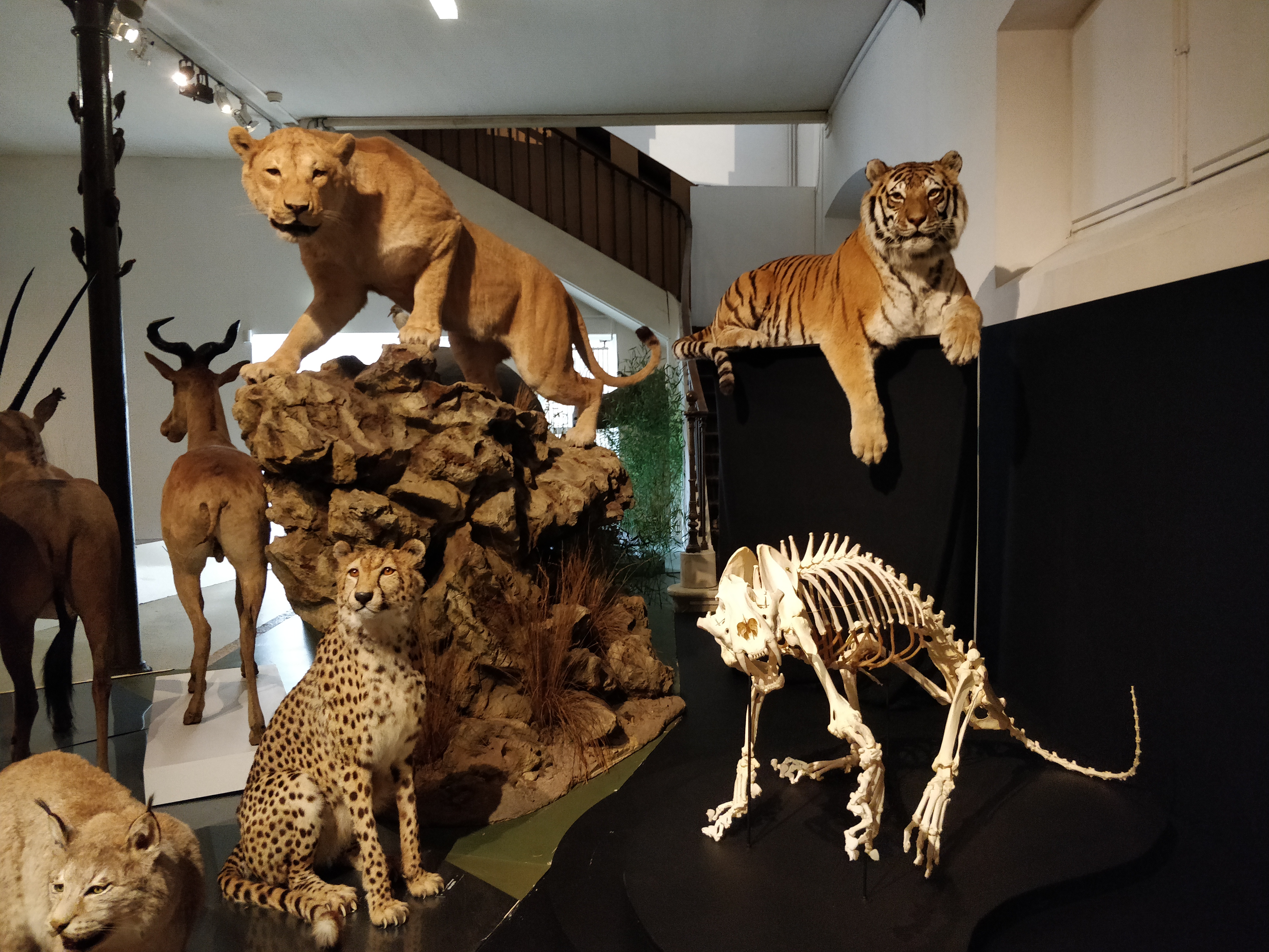 Des animaux empaillés au Muséum de Bourges ® RCF - Guillaume Martin-Deguéret.