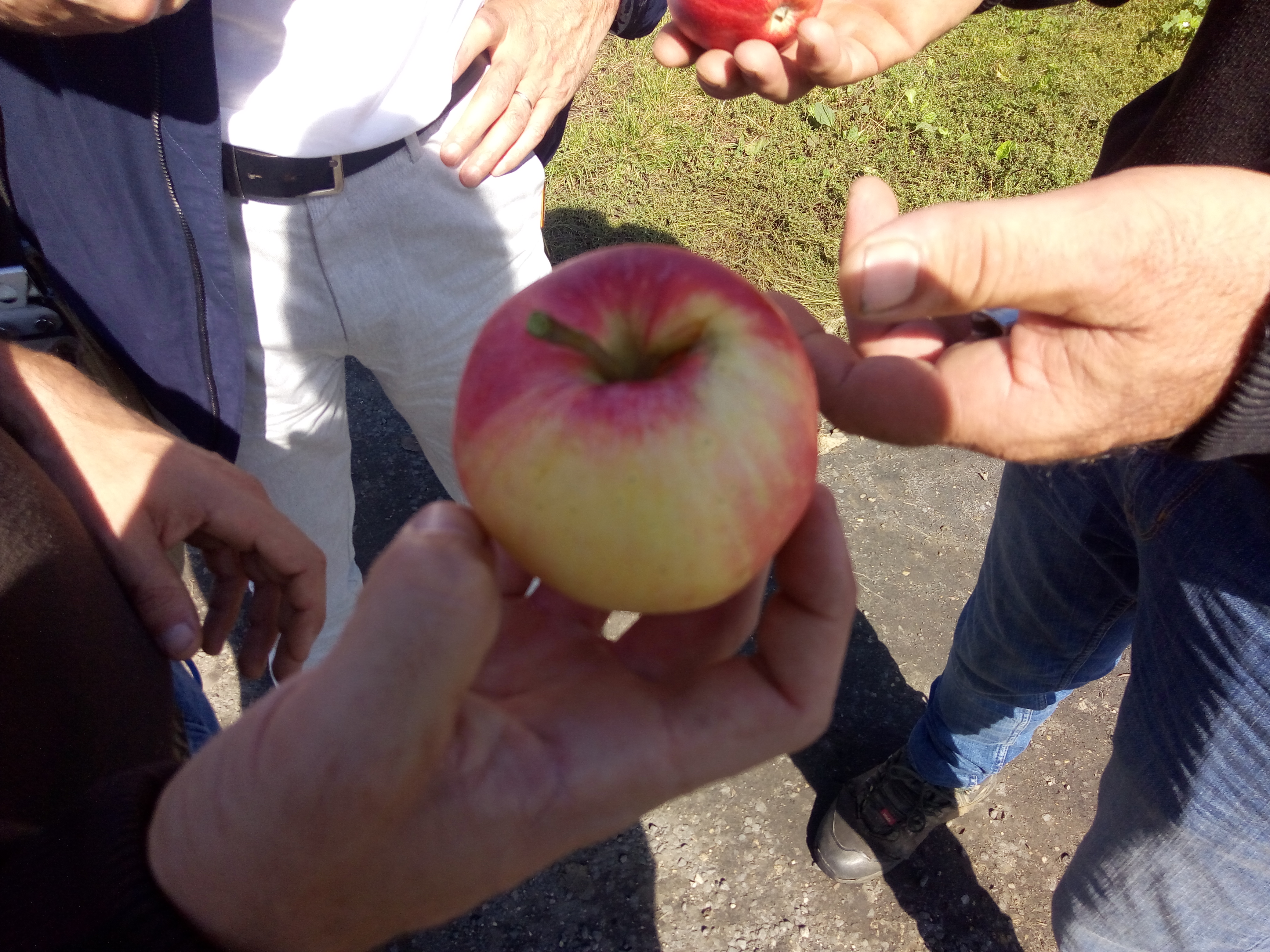 Une pomme qui ne pourra pas être commercialisée à cause du retard pris © RCF - Guillaume Martin-Deguéret.